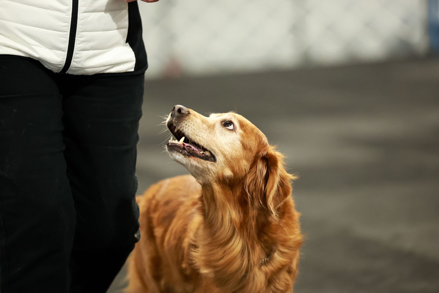Golden retriever dog looks up lovingly at someone while sitting on dark pavement.