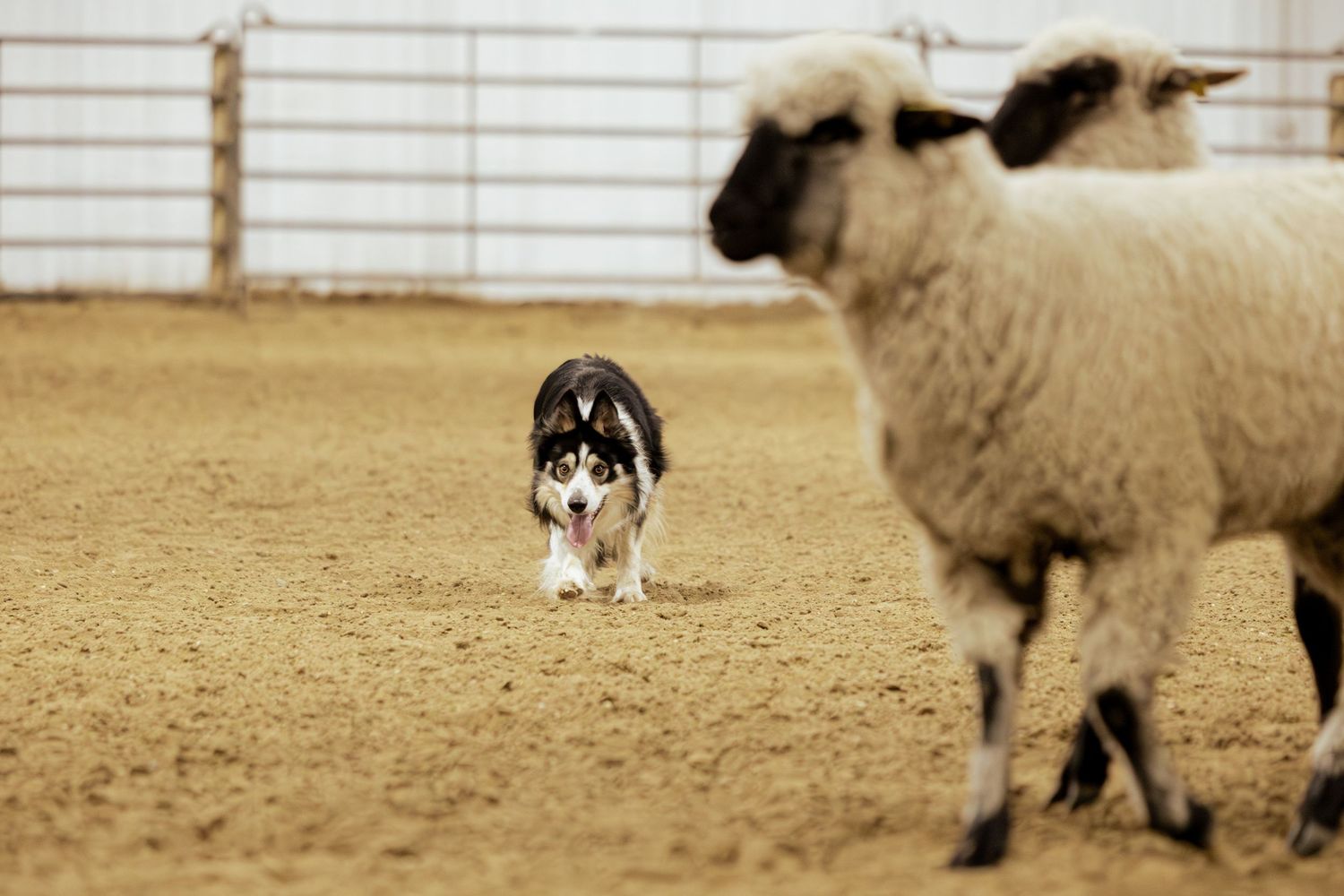 Border collie herding sheep in an indoor sandy arena, showcasing classic sheepdog trial training behavior.