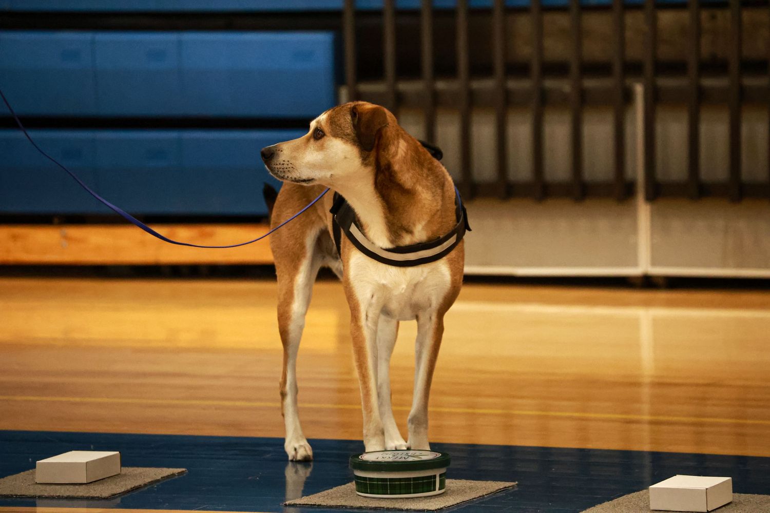 Dogs demonstrate disciplined obedience training in an indoor facility.