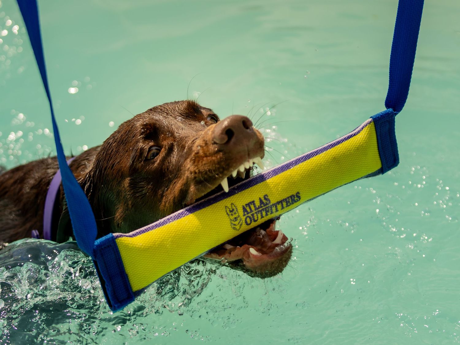 brown lab dog swimming reaching to bite a retrieving toy