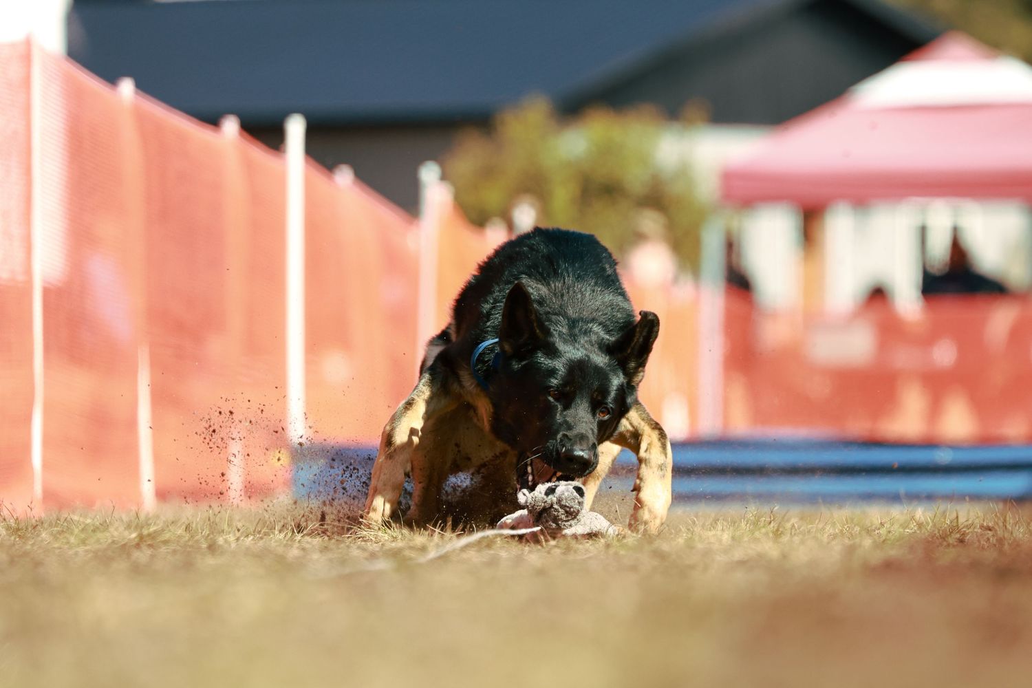 Dog displaying perfect form while jumping over blue and white agility obstacle.