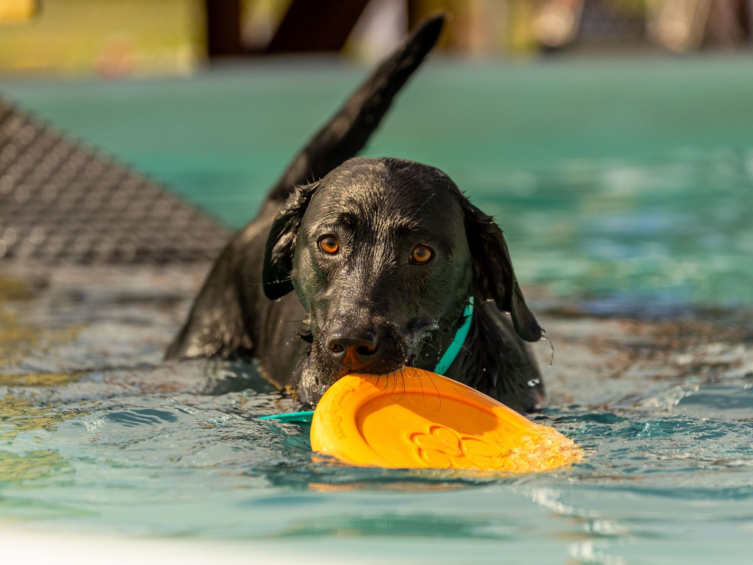 Black dog swimming with orange toy in mouth, viewed from pool side angle.
