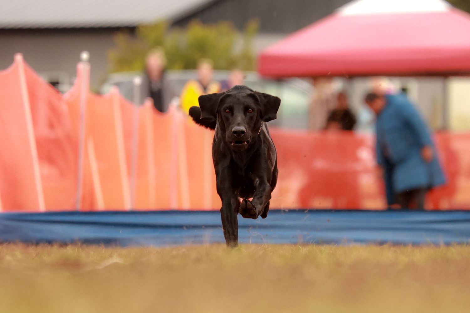 Black dog jumping over low hurdle during agility course competition.