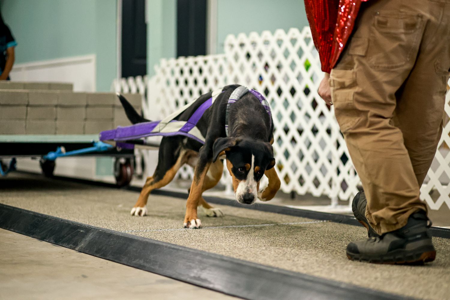 A dog in a purple harness sniffs the ground on a black mat during an indoor scent detection training exercise.