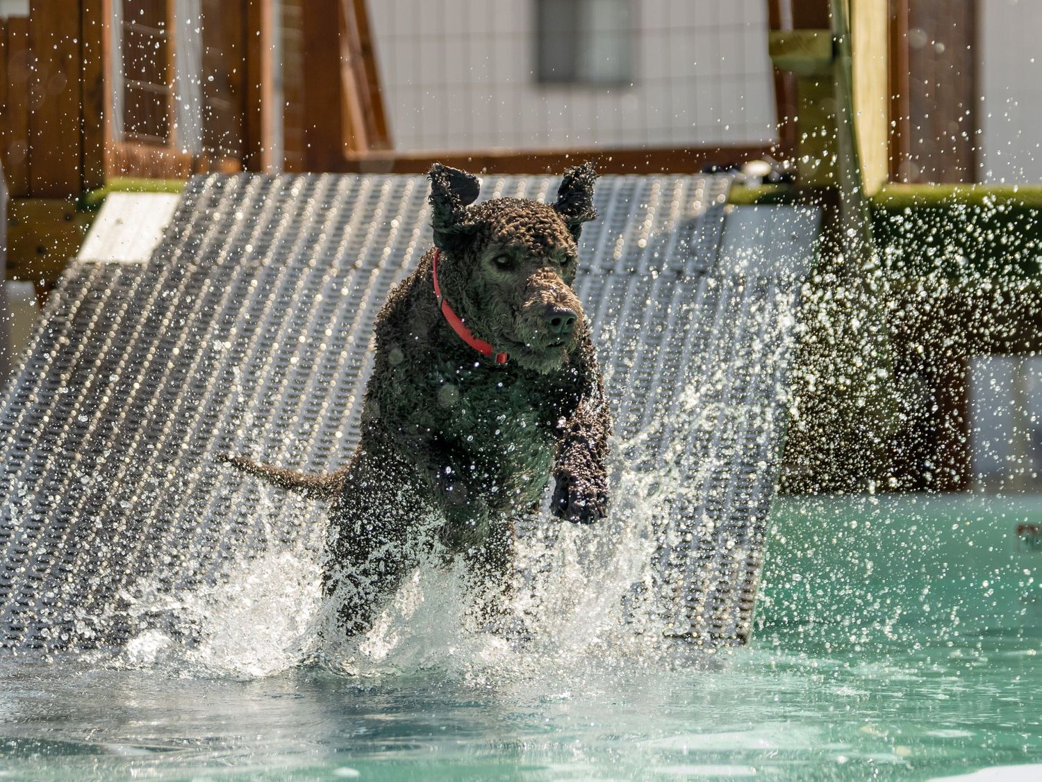 black poodle dog jumping off a ramp into water with splashes all around
