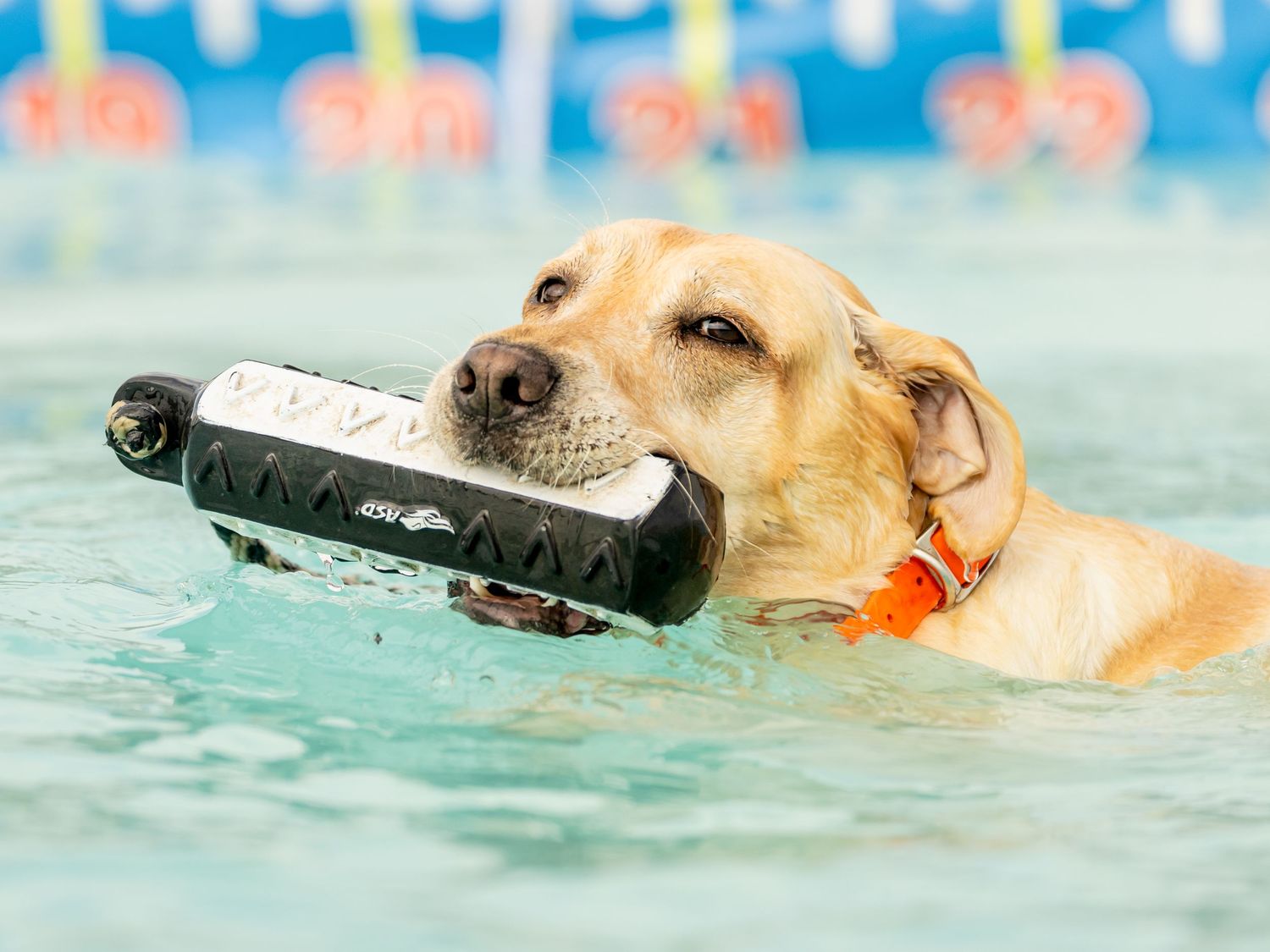 yellow lab dog looking at camera while swimming with a black and white retrieving toy in mouth