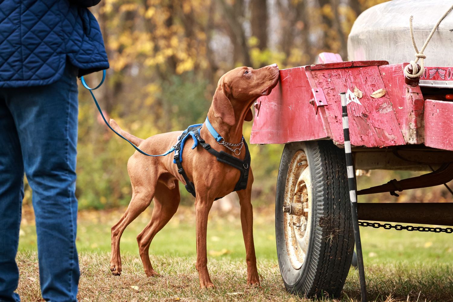 A brown dog performs scent work by smelling the back of a red trailer