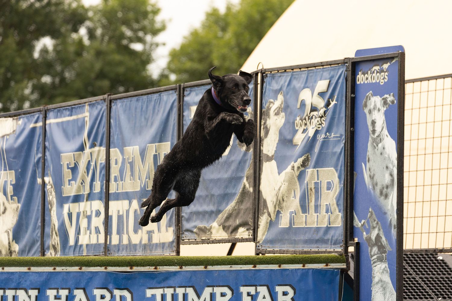 Black dog leaping mid-air at an extreme dog jump competition event with blue banners in background.