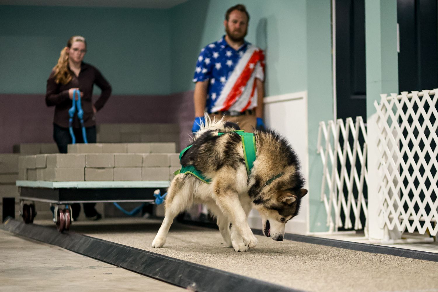 A husky dog in a green harness runs on a track at an indoor dog sport event with two handlers watching.
