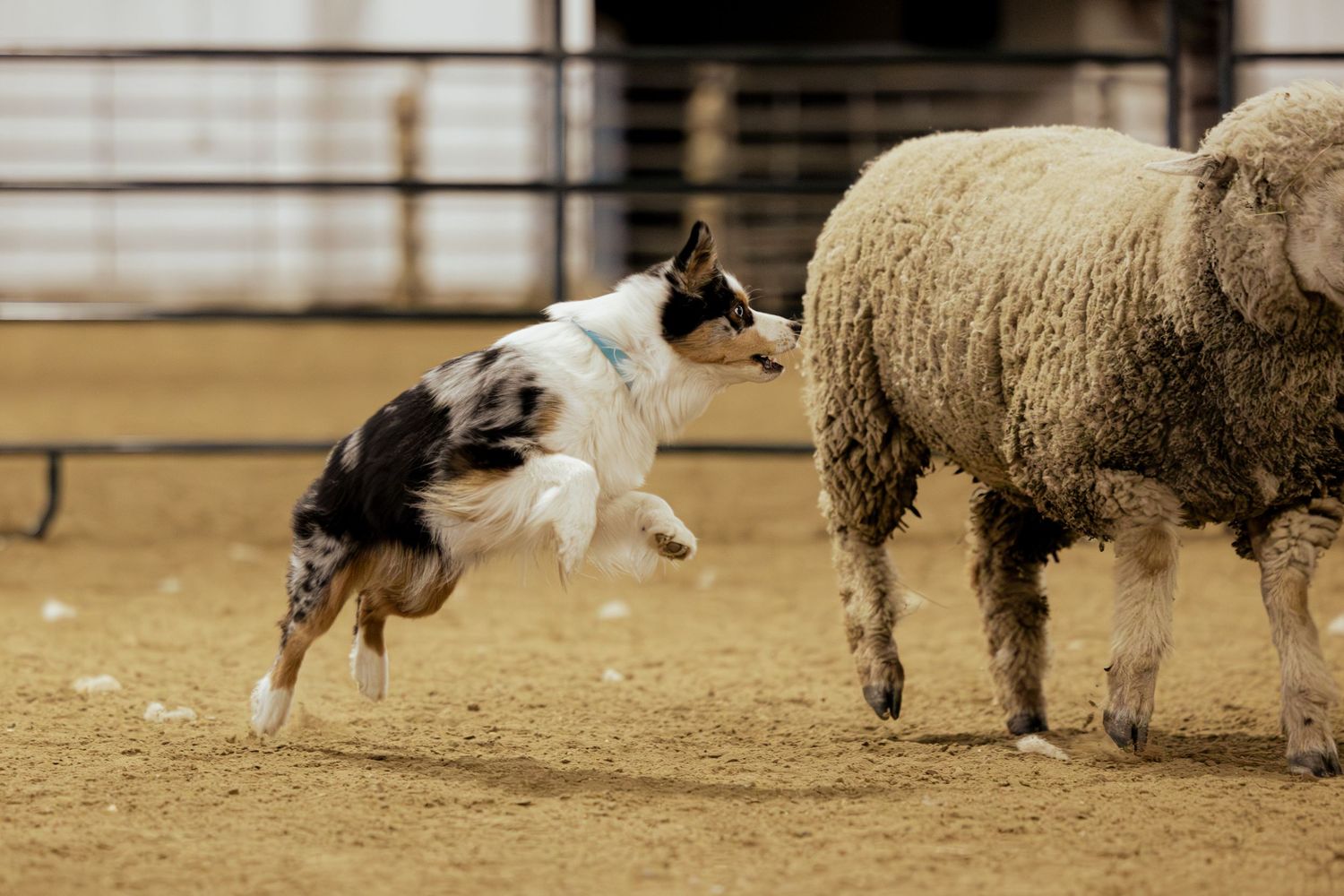 Border collie herding sheep in a sandy arena during a livestock herding competition.
