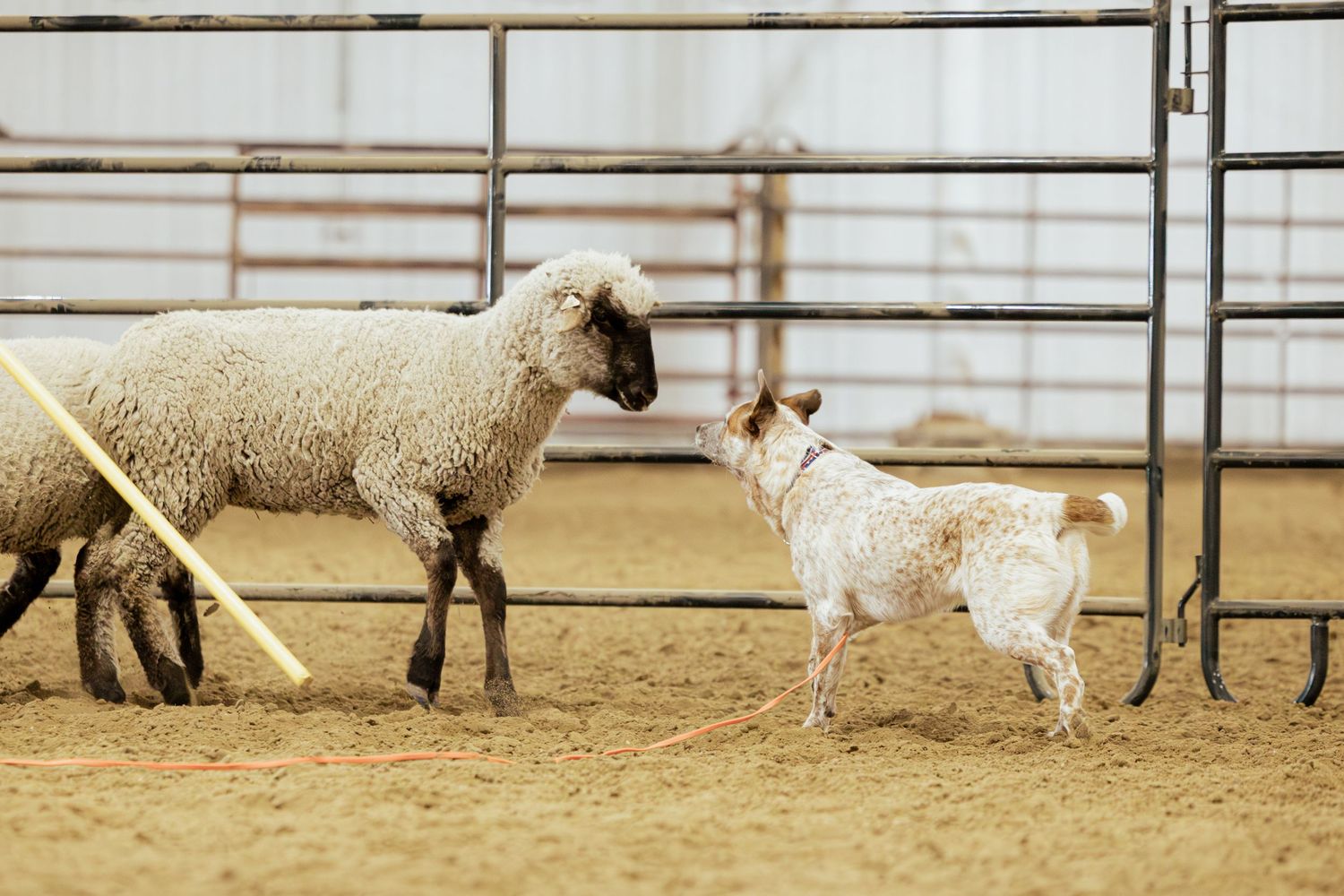 A herding dog interacts with sheep inside a metal pen on sandy ground at a livestock event.