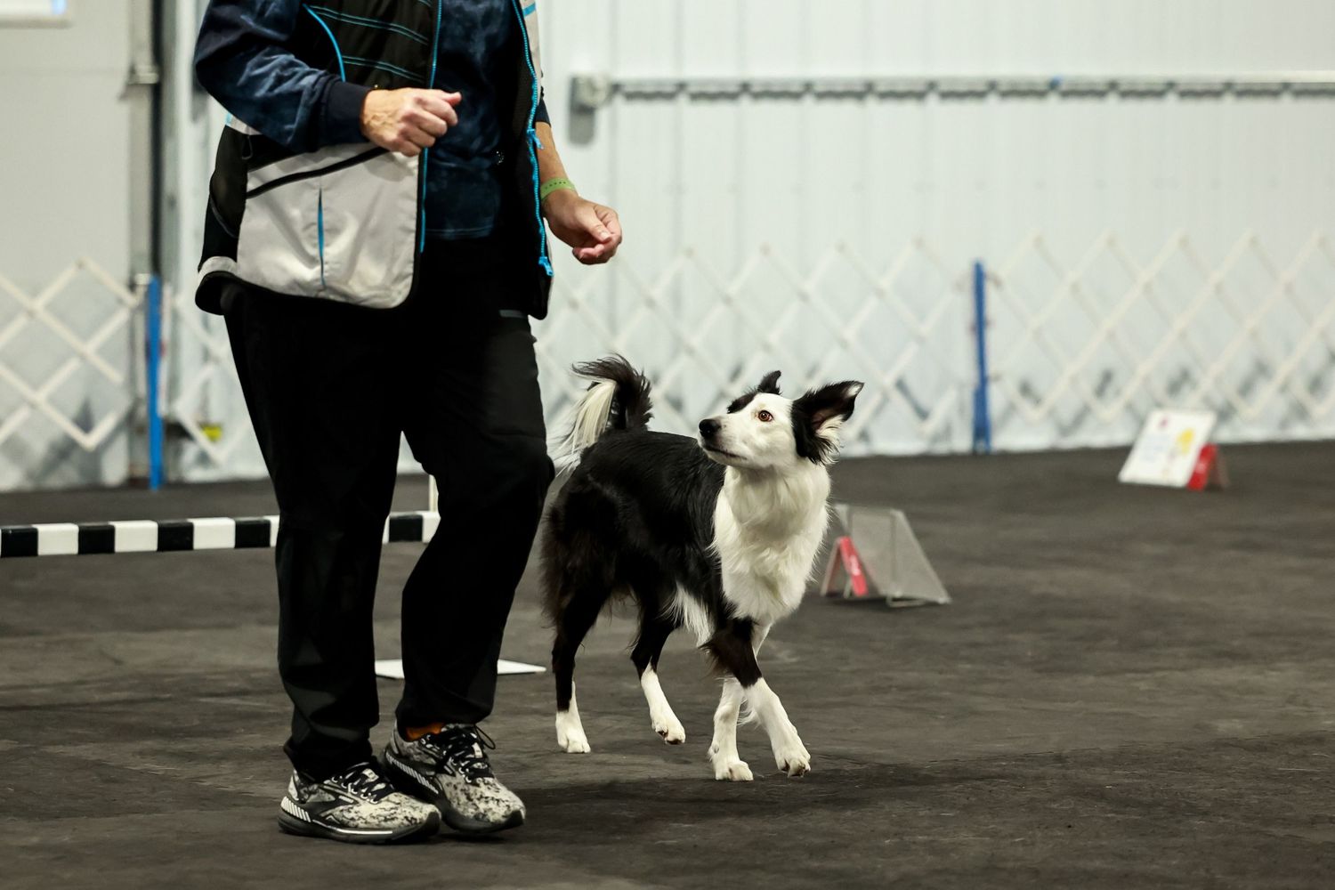 A black and white Border Collie demonstrates agility training on an indoor course with their handler.