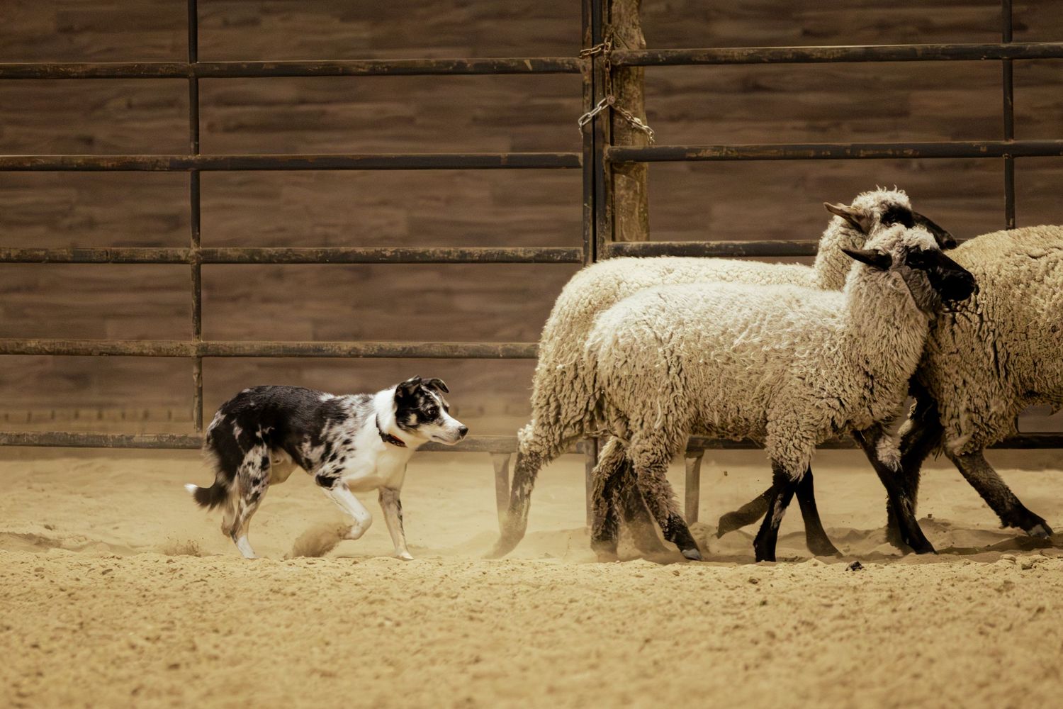 A border collie herding sheep in a sandy pen with wooden fence walls.