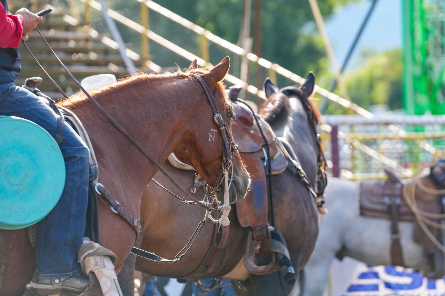 Professional Rodeo Photographer
