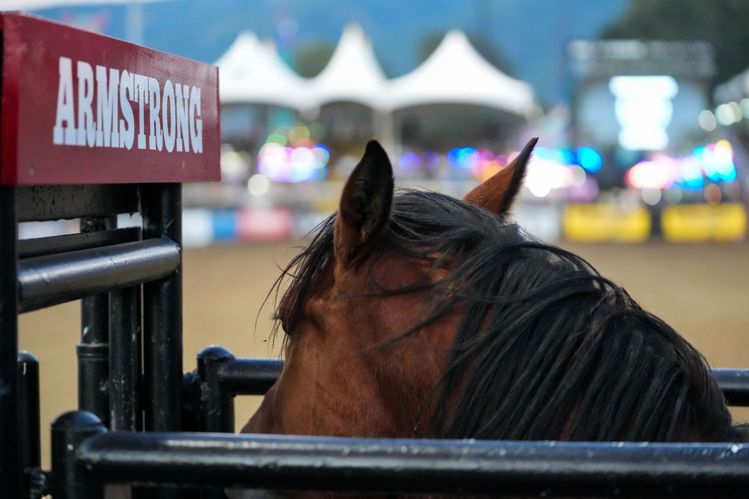 Equine Photographer