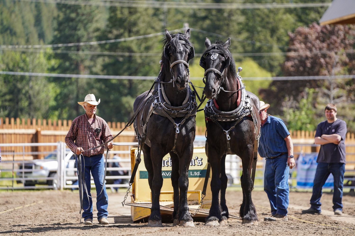 Heavy Horse Pull, Falkland Stampede
