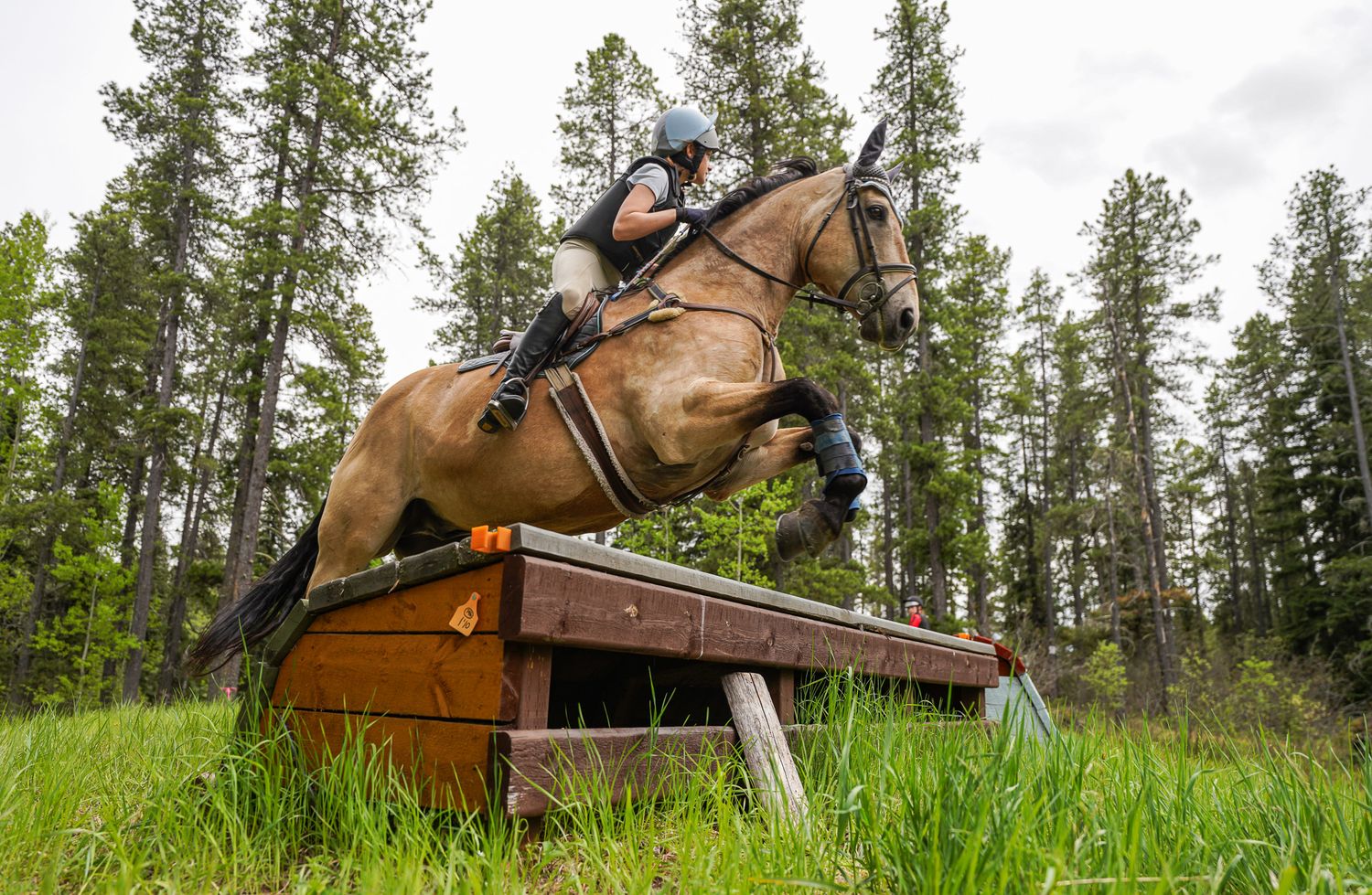 Jumping Equine Events
