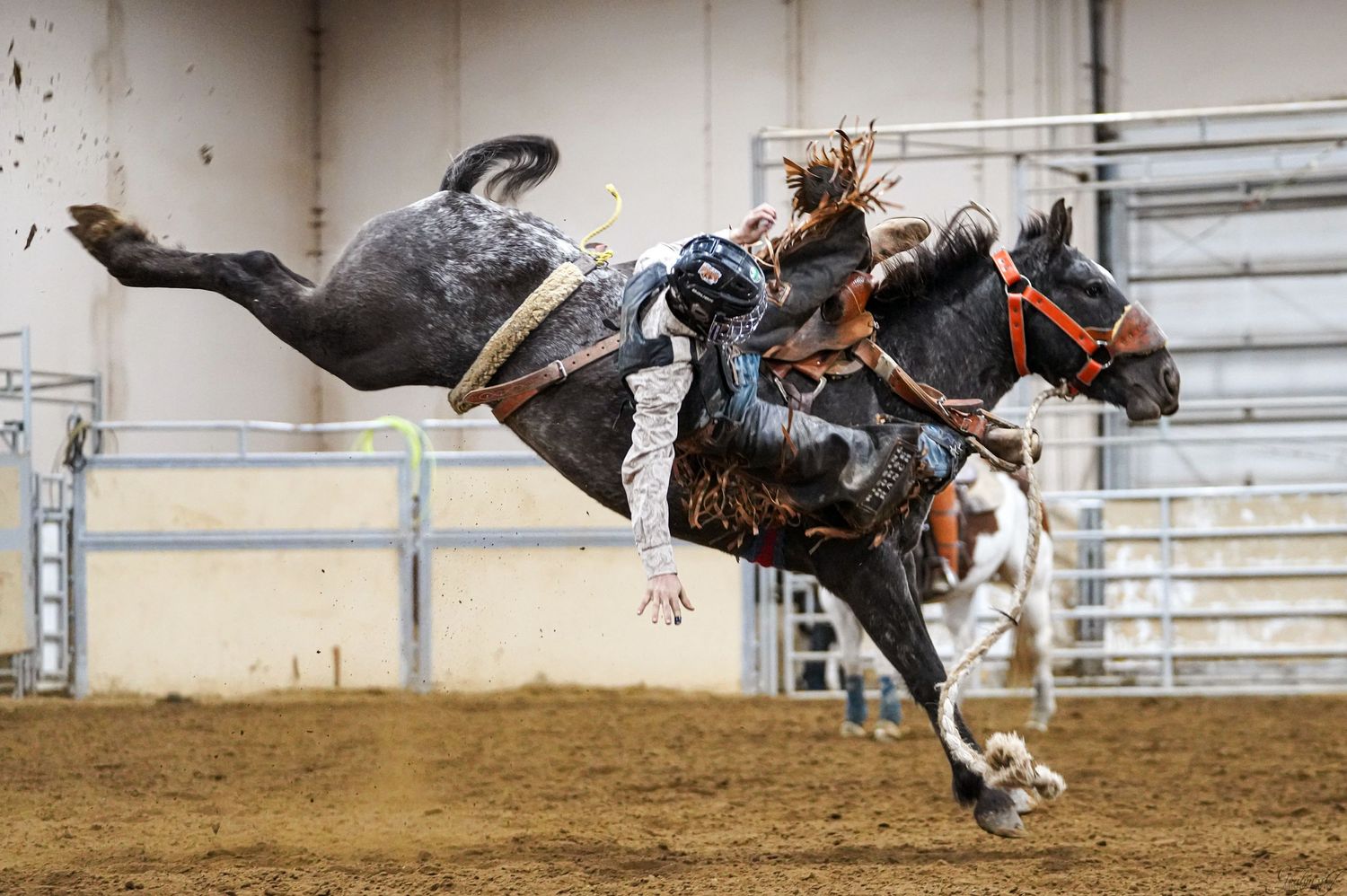 Ponoka bucking horses