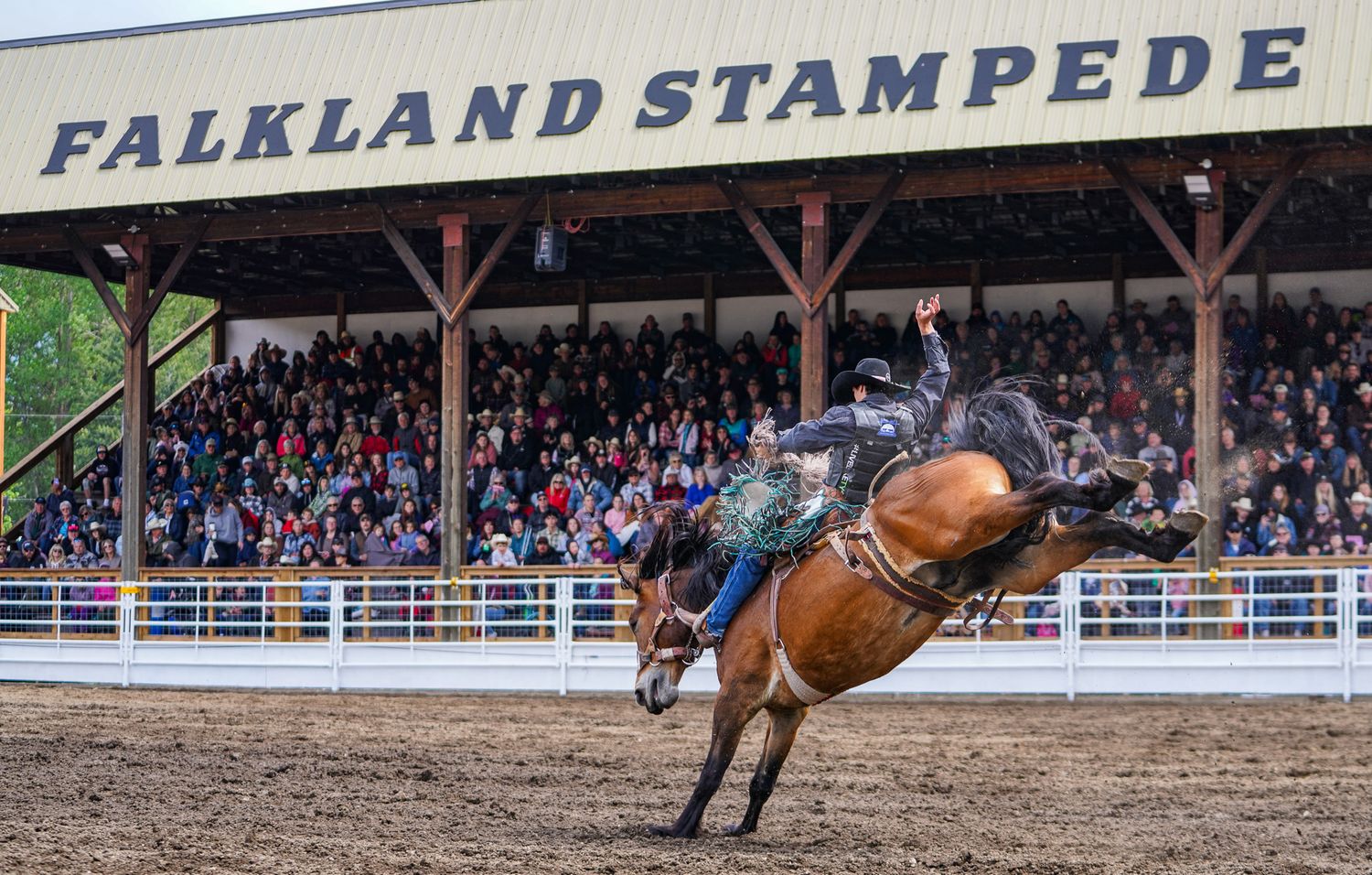 Falkland Stampede