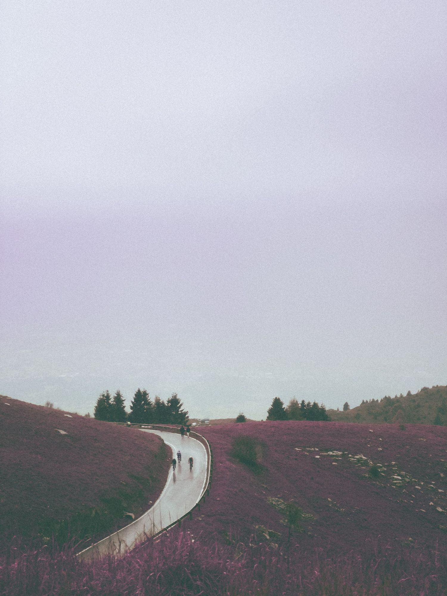 A winding road curves through purple heather-covered hills with evergreen trees in the misty distance.