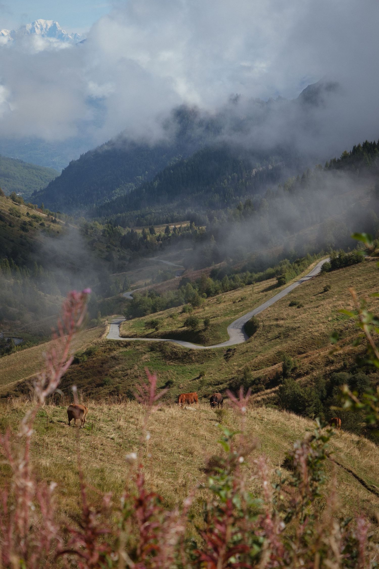 A winding mountain road cuts through misty alpine terrain with pink wildflowers in the foreground and cloudy peaks beyond.