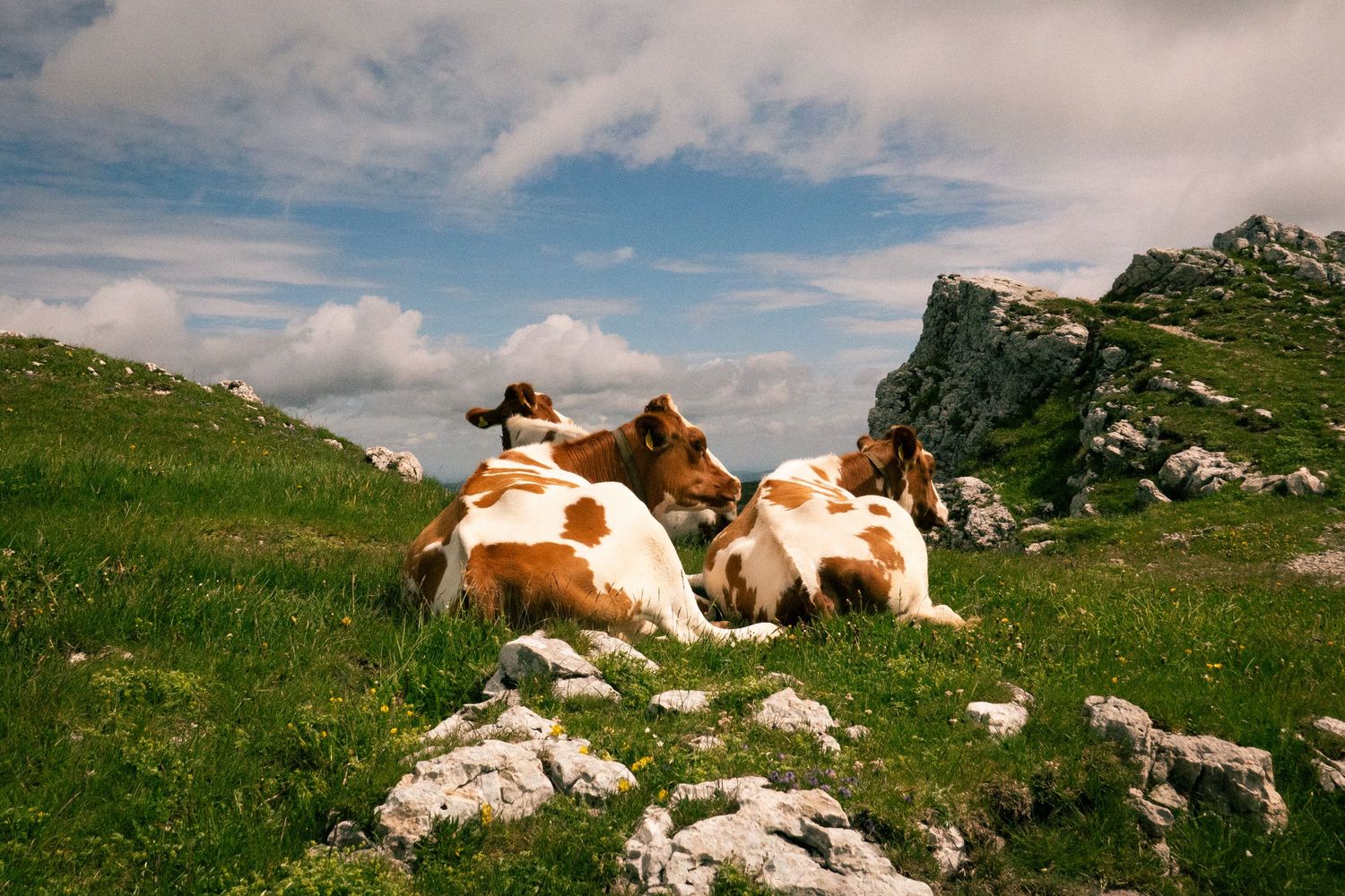 Cows graze peacefully on a grassy mountainside under blue skies and white clouds.