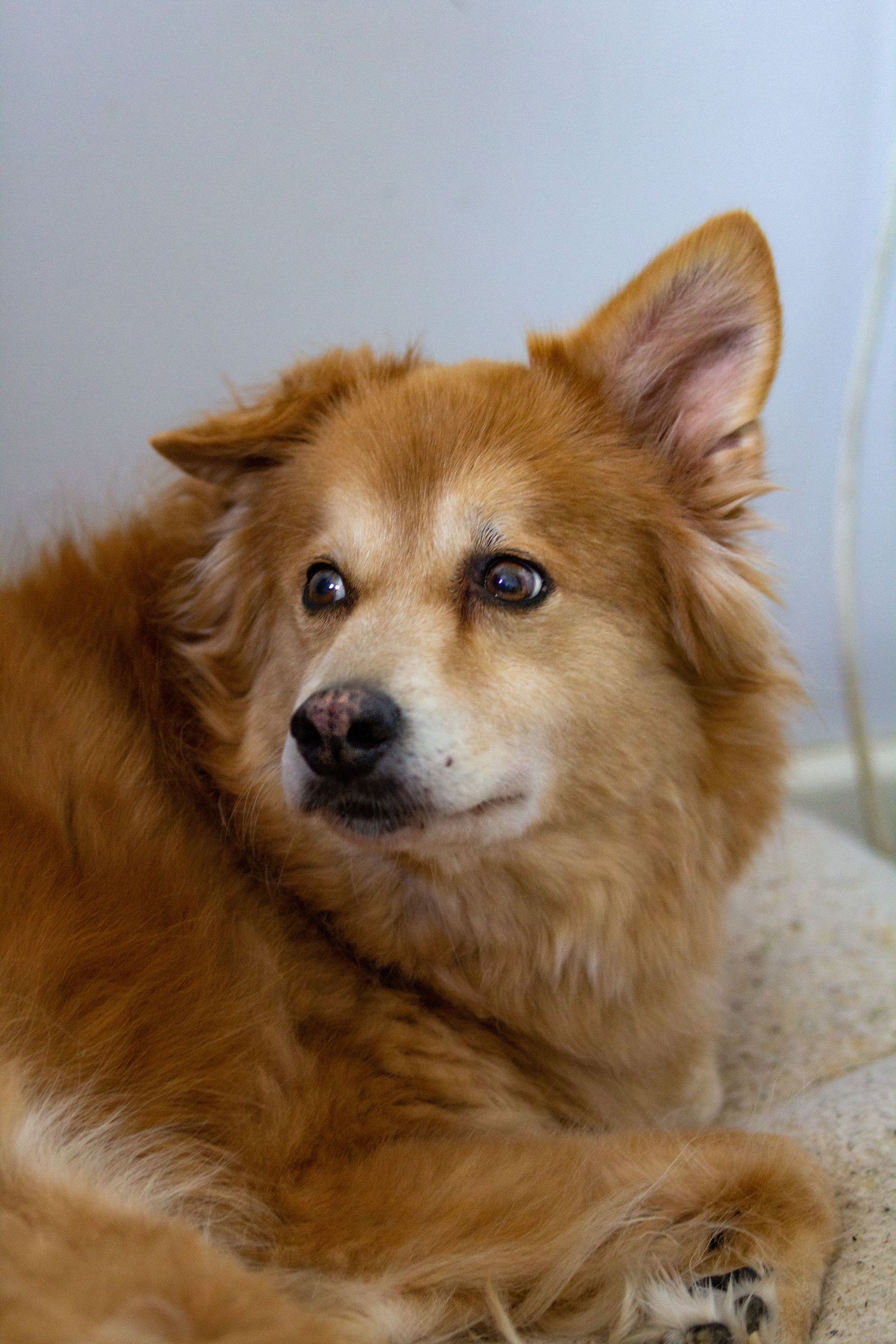 Close-up portrait series of a resting Pomeranian dog with fluffy orange fur.