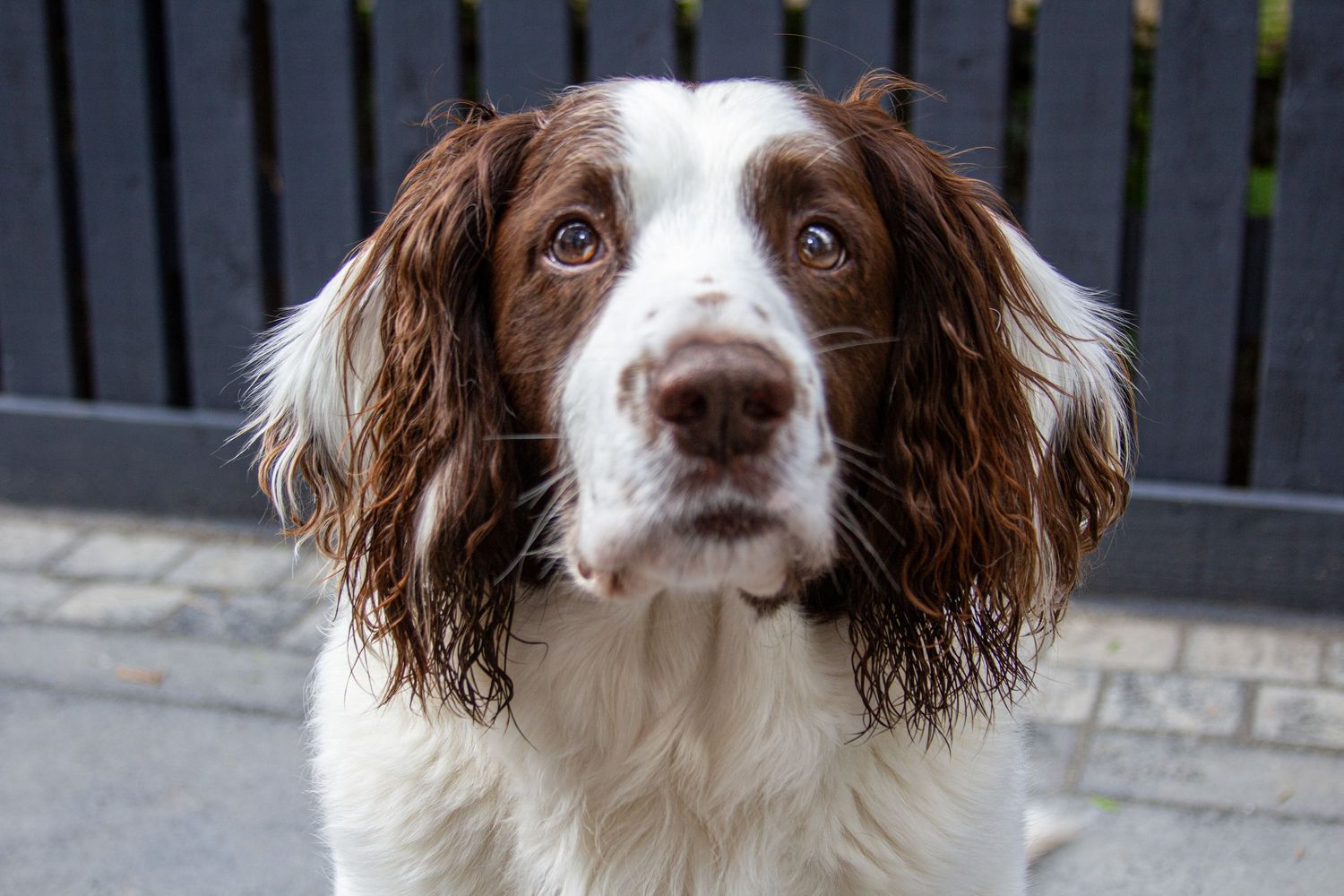 Brown and white spaniel dog with long floppy ears looking directly at camera.