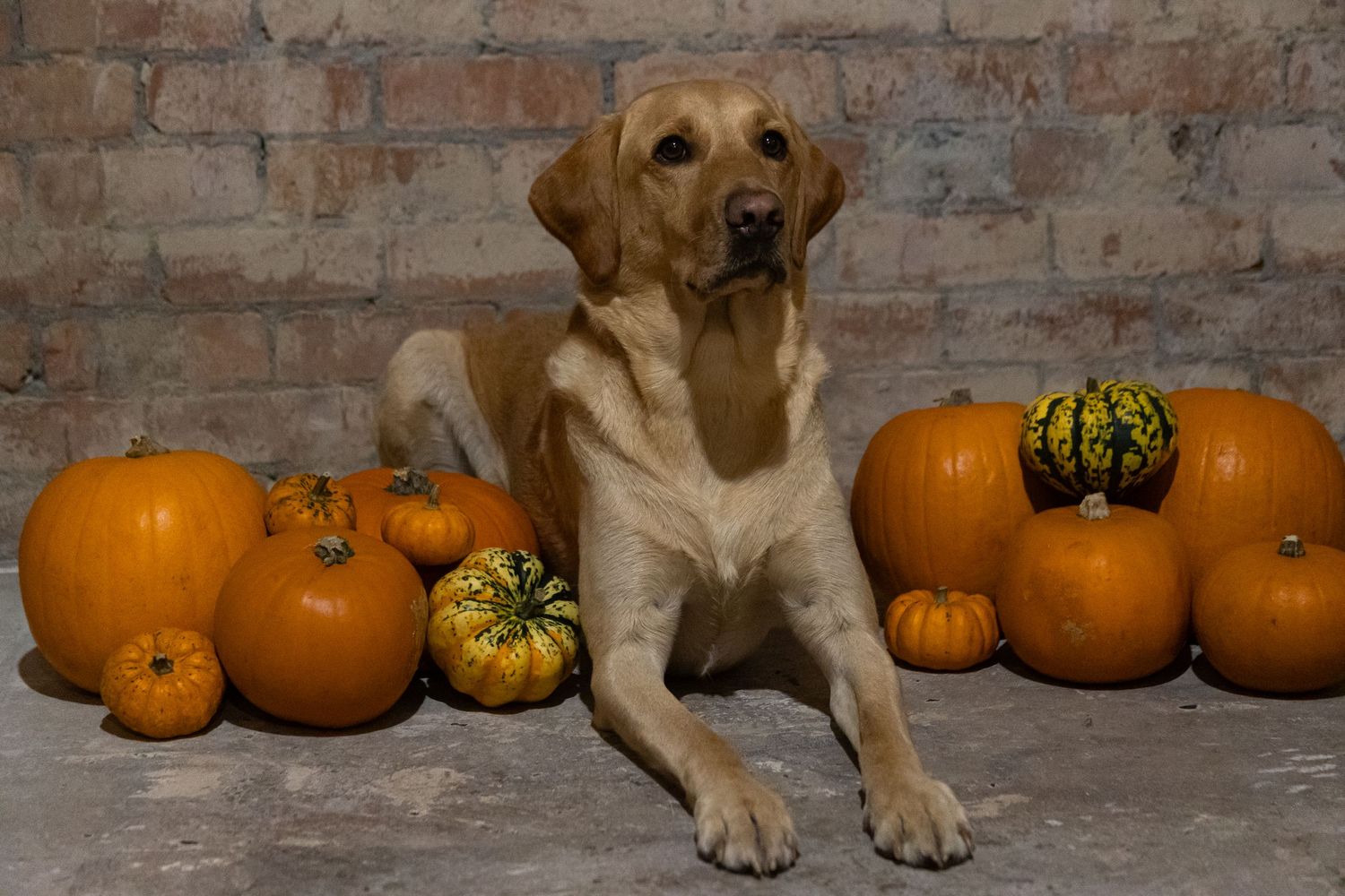 Brown dog sitting among orange and green pumpkins on a rustic brick patio.