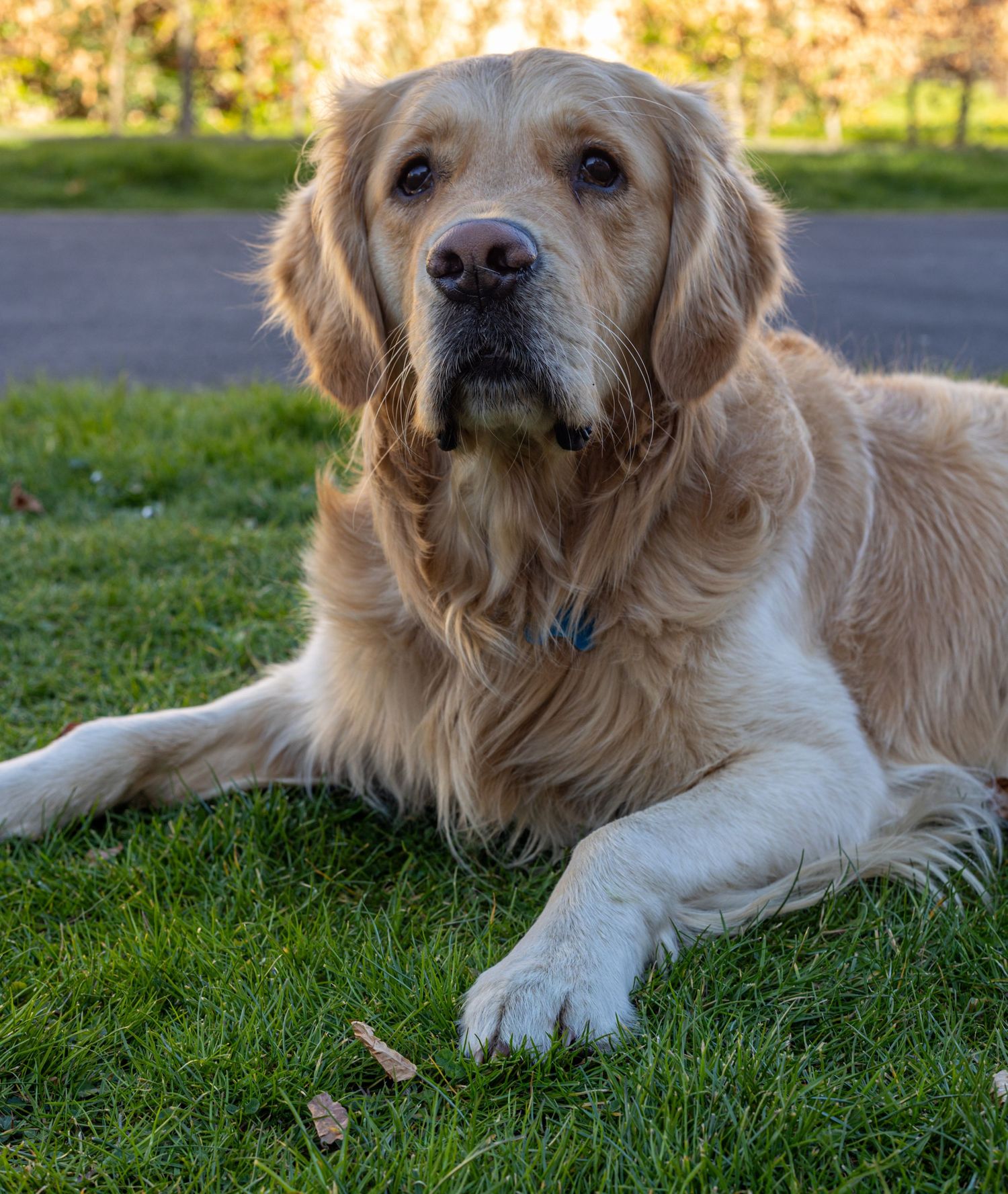 Golden retriever dog relaxing on green grass during a sunny day outdoors.