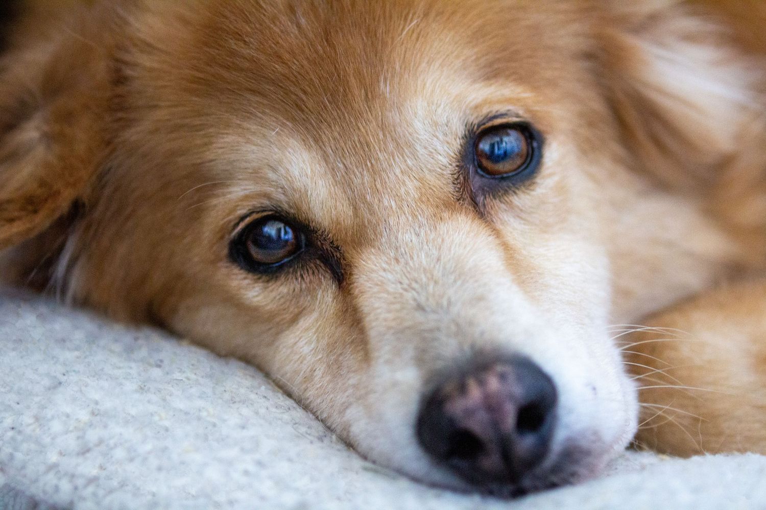 Close up of a dog's blue eyes and tan fur in soft lighting.