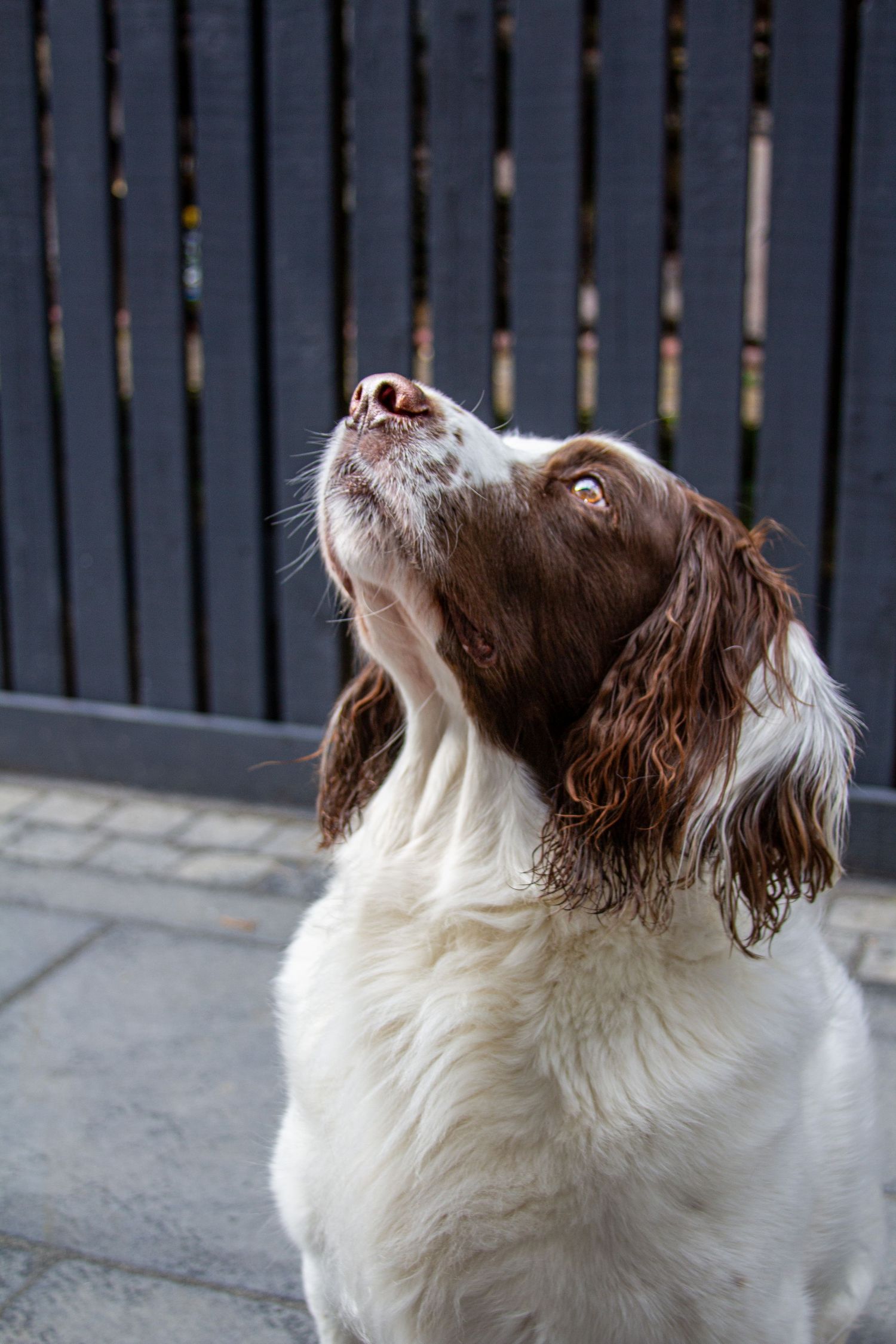 Brown and white spaniel looking up attentively against dark fence background.