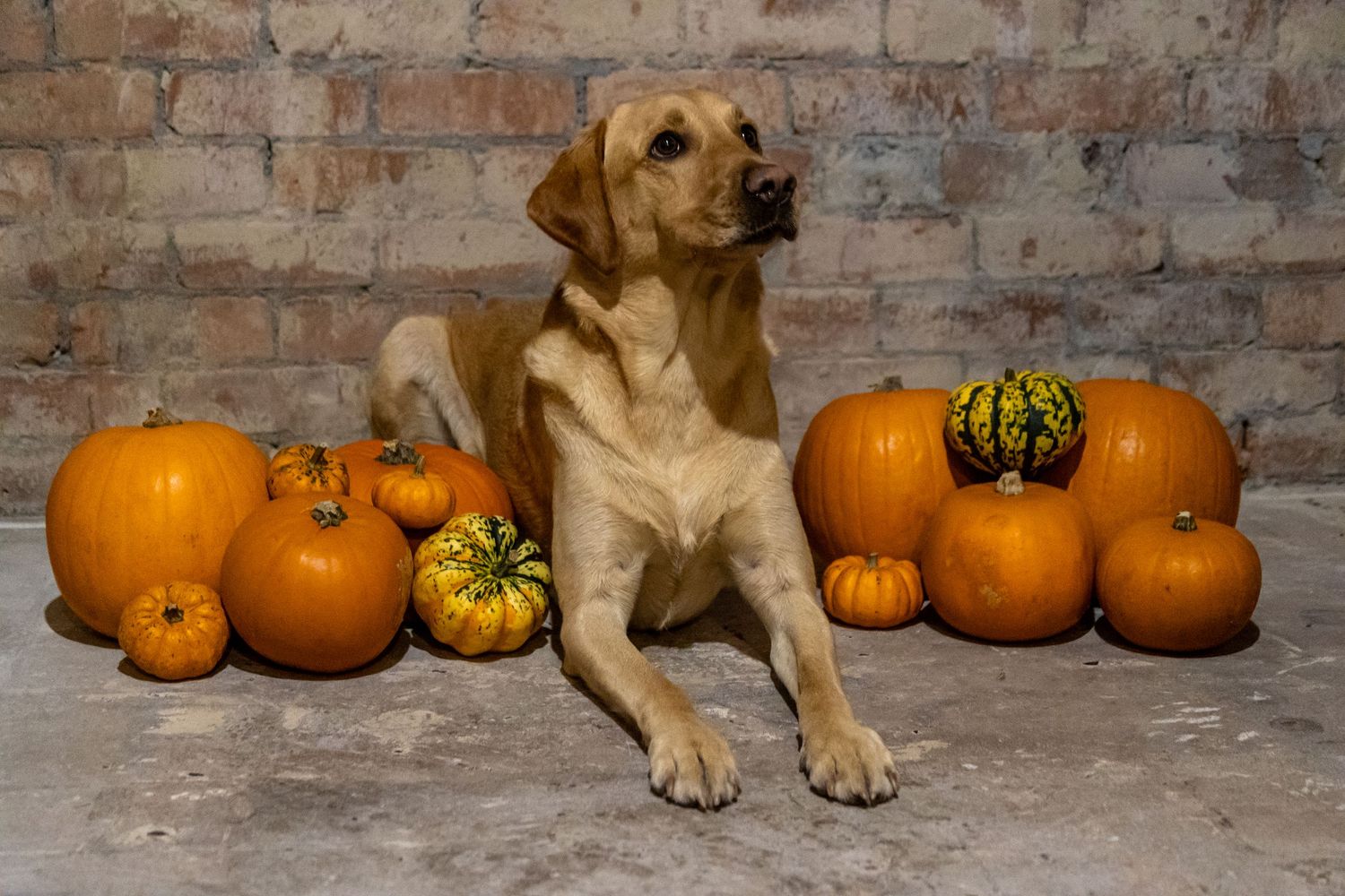 Yellow Labrador dog sitting among orange pumpkins against a rustic brick wall background.