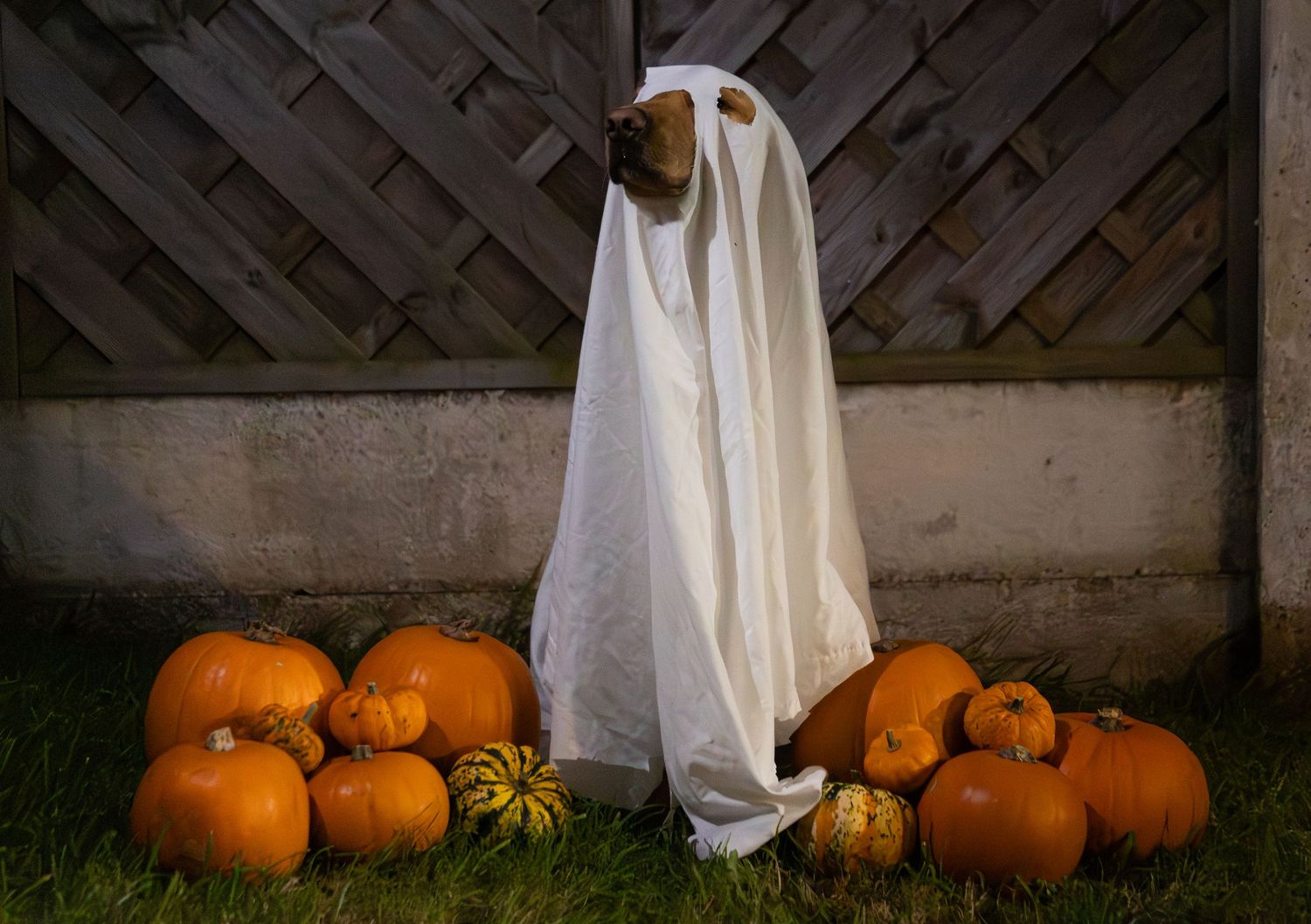 Halloween ghost decoration with pumpkins arranged against wooden fence.