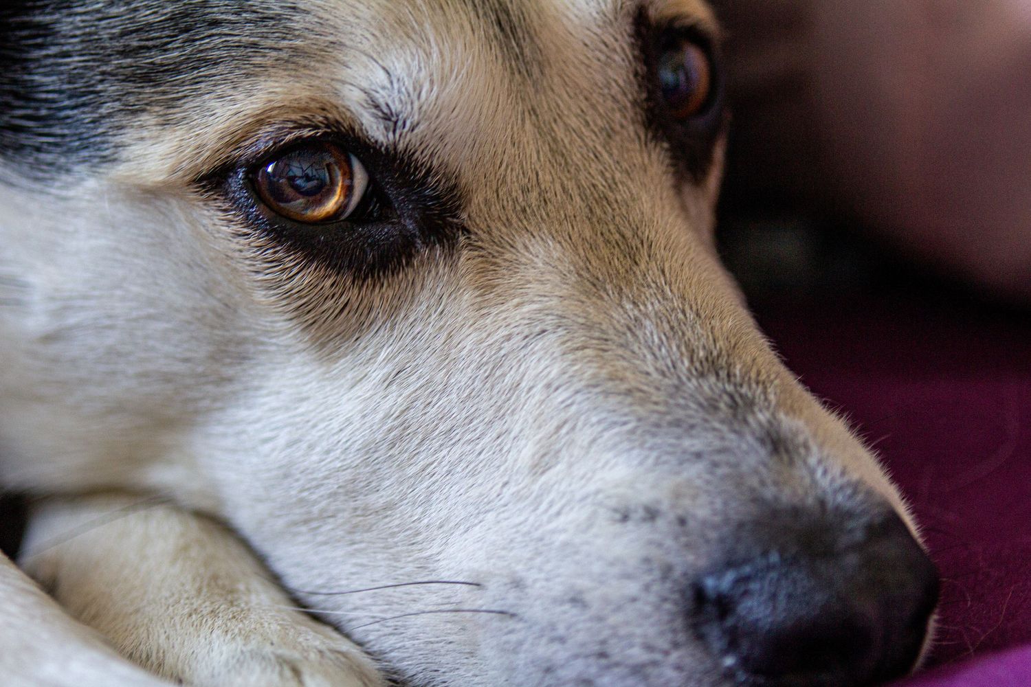 Series of close-up shots showing a dog's face and nose from different angles.