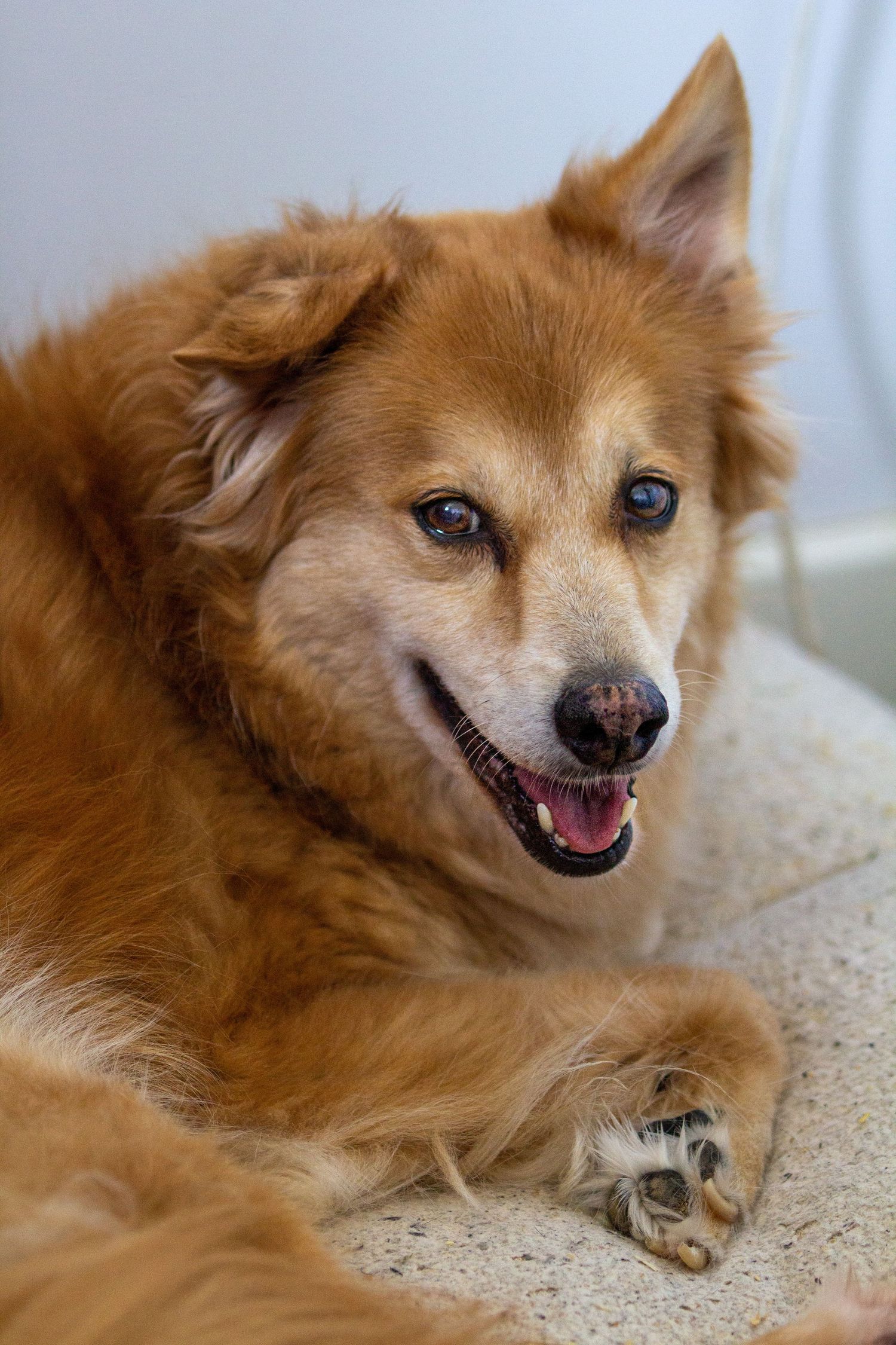 Close-up portraits of a smiling Pomeranian dog with fluffy orange fur against a white background.