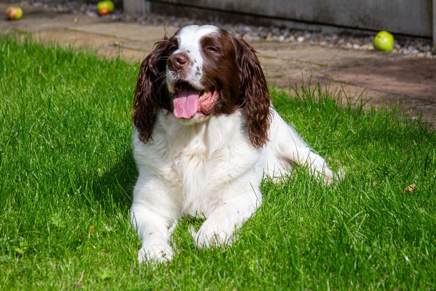 Brown and white spaniel dog lying on grass with tennis balls nearby.