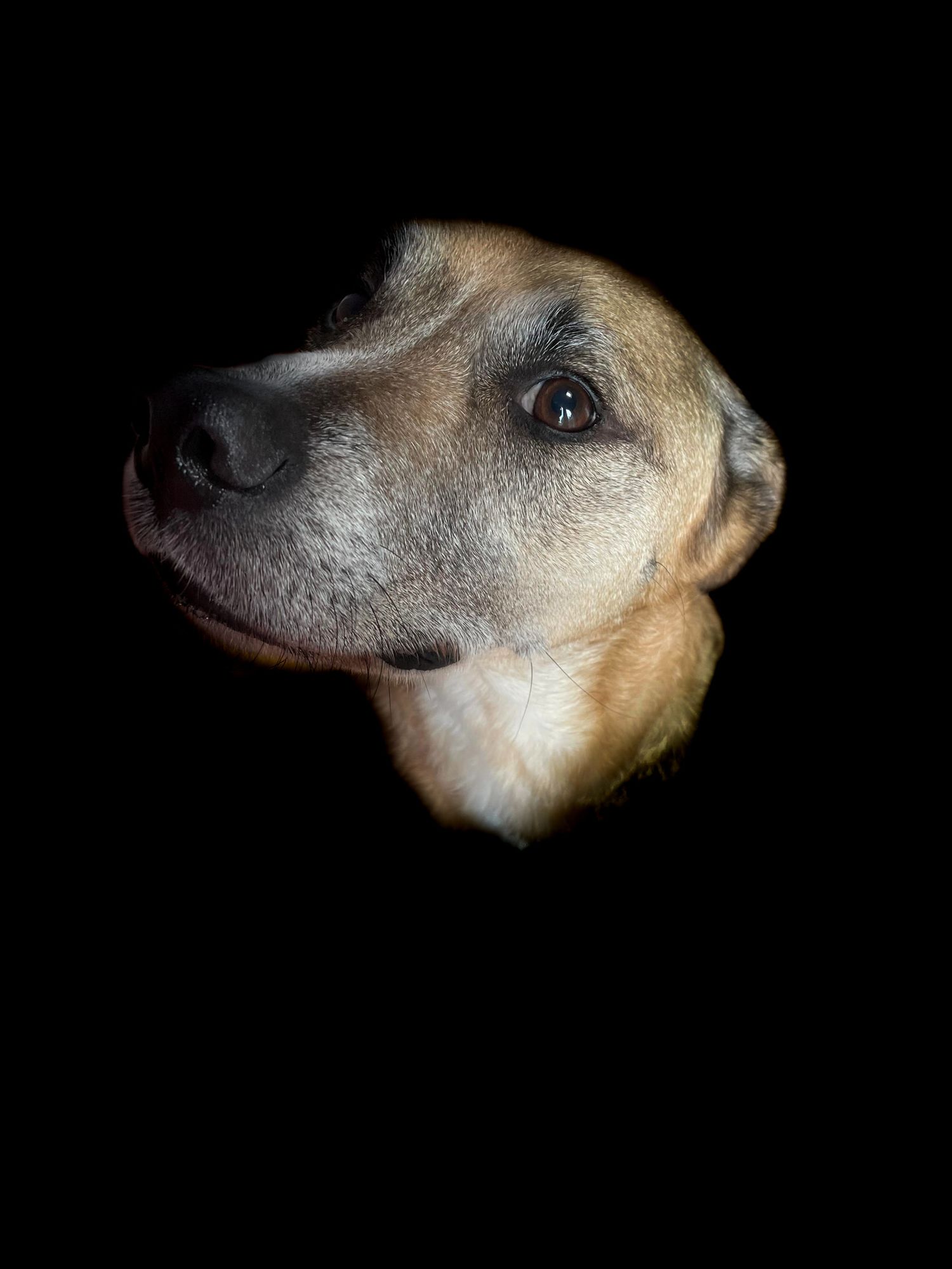 Close-up profile shots of a tan and white dog's face against a dark background.