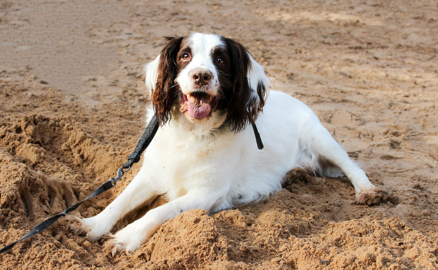 A black and white springer spaniel dog resting on sandy ground during an outdoor photo shoot.