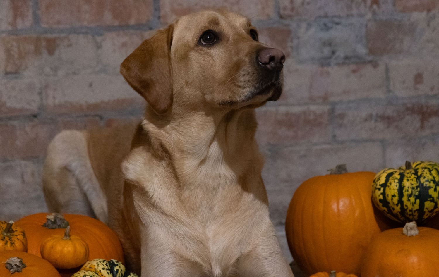 Yellow Labrador dog sitting regally among orange pumpkins.