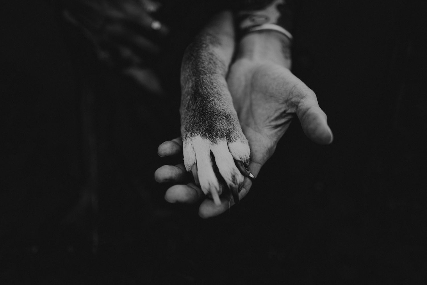 Artistic black and white close-up of tiny baby feet being held in gentle hands.