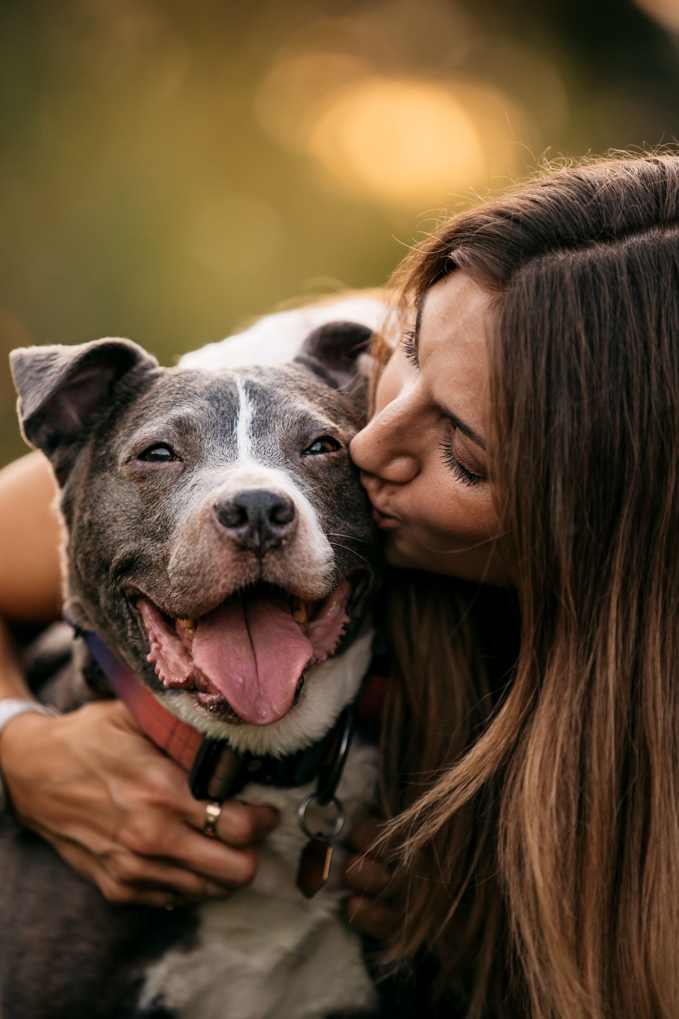 Happy pit bull dog getting kisses and cuddles during golden hour outdoor photoshoot.