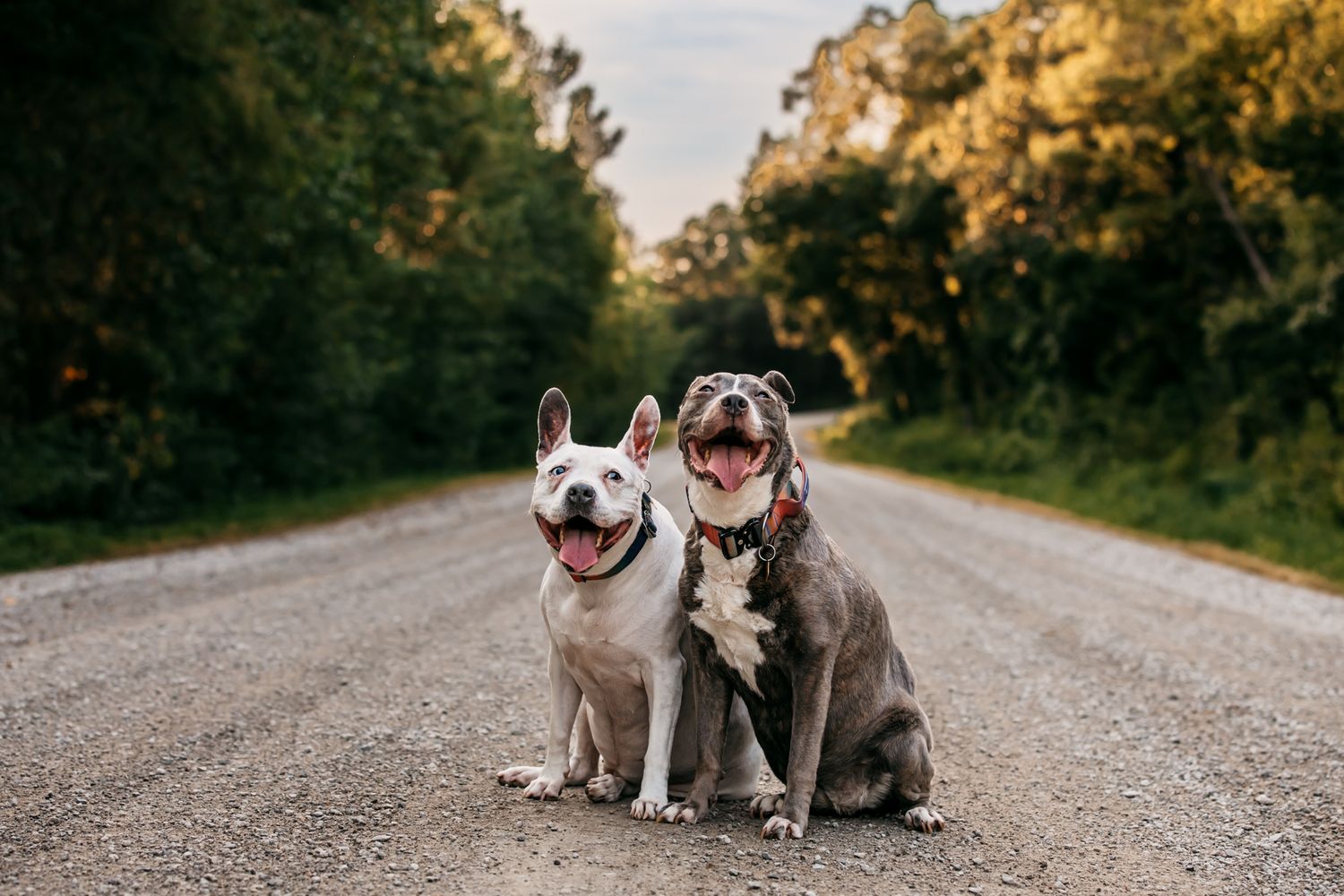 Two happy dogs sitting together on rural road with trees in background.