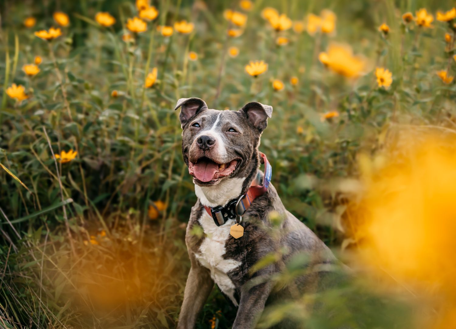 Gray and white dog portrait among blooming yellow wildflowers.