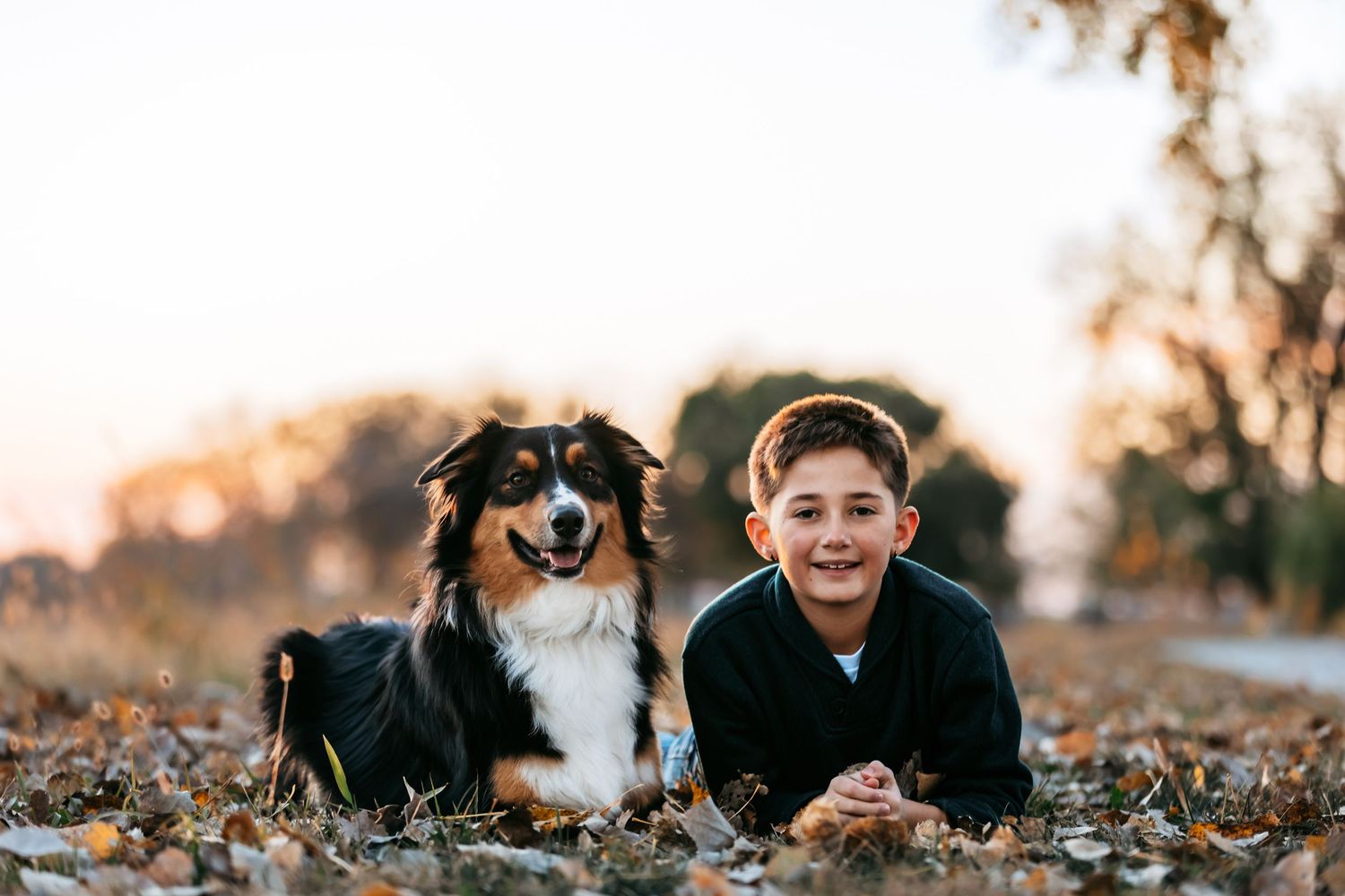 Two Australian Shepherds and someone enjoying a playful moment among fallen autumn leaves.