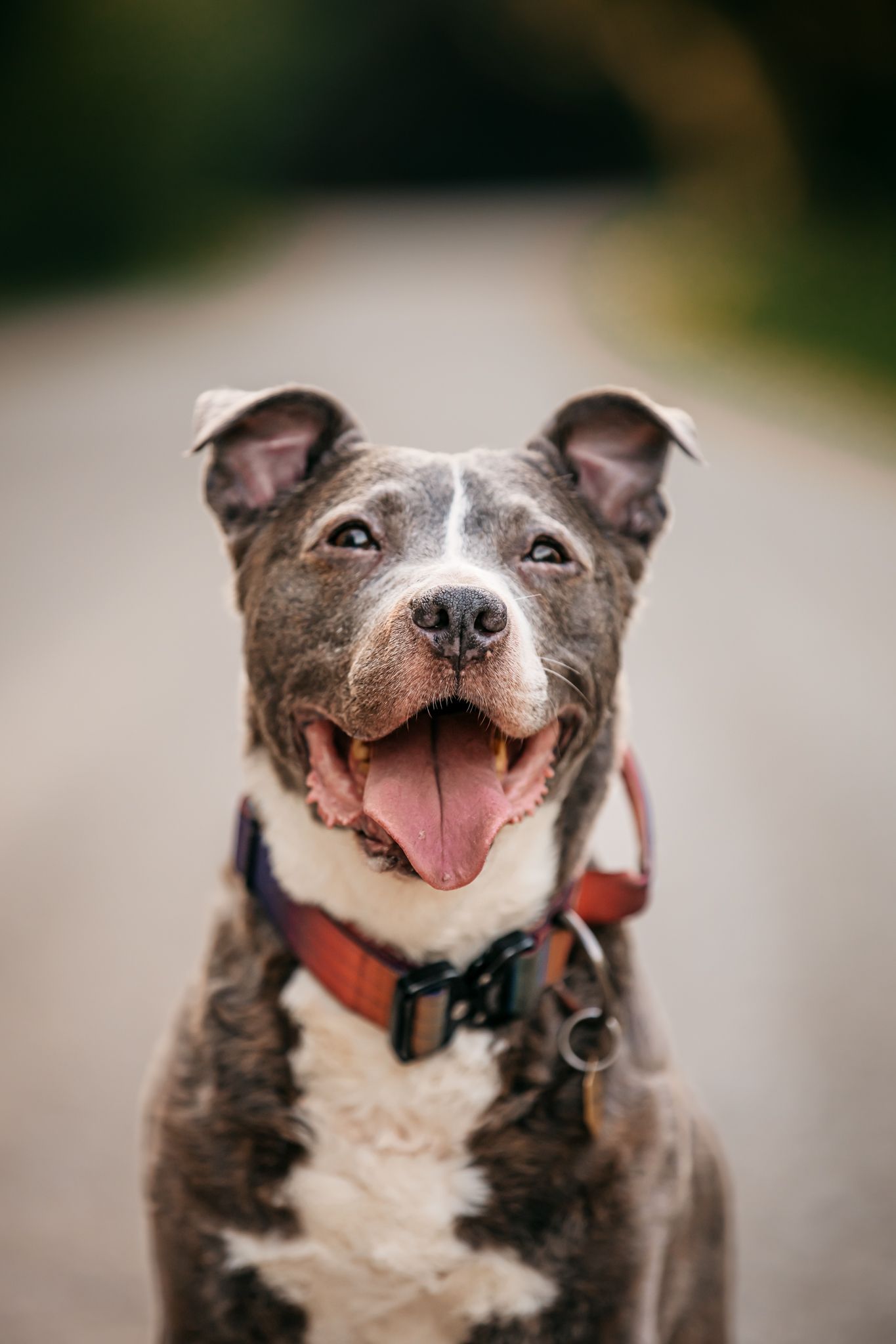 Portrait of smiling gray pit bull wearing red collar on rural road.
