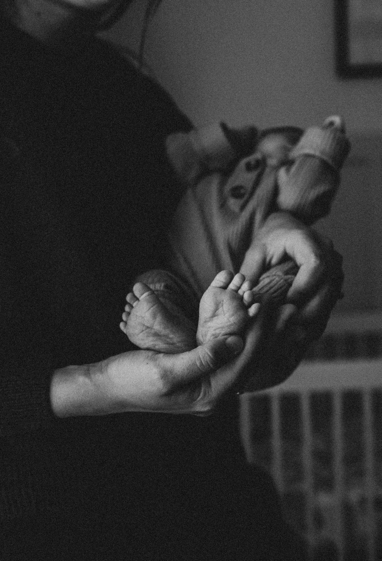 Intimate black and white photograph of newborn baby feet being cradled.