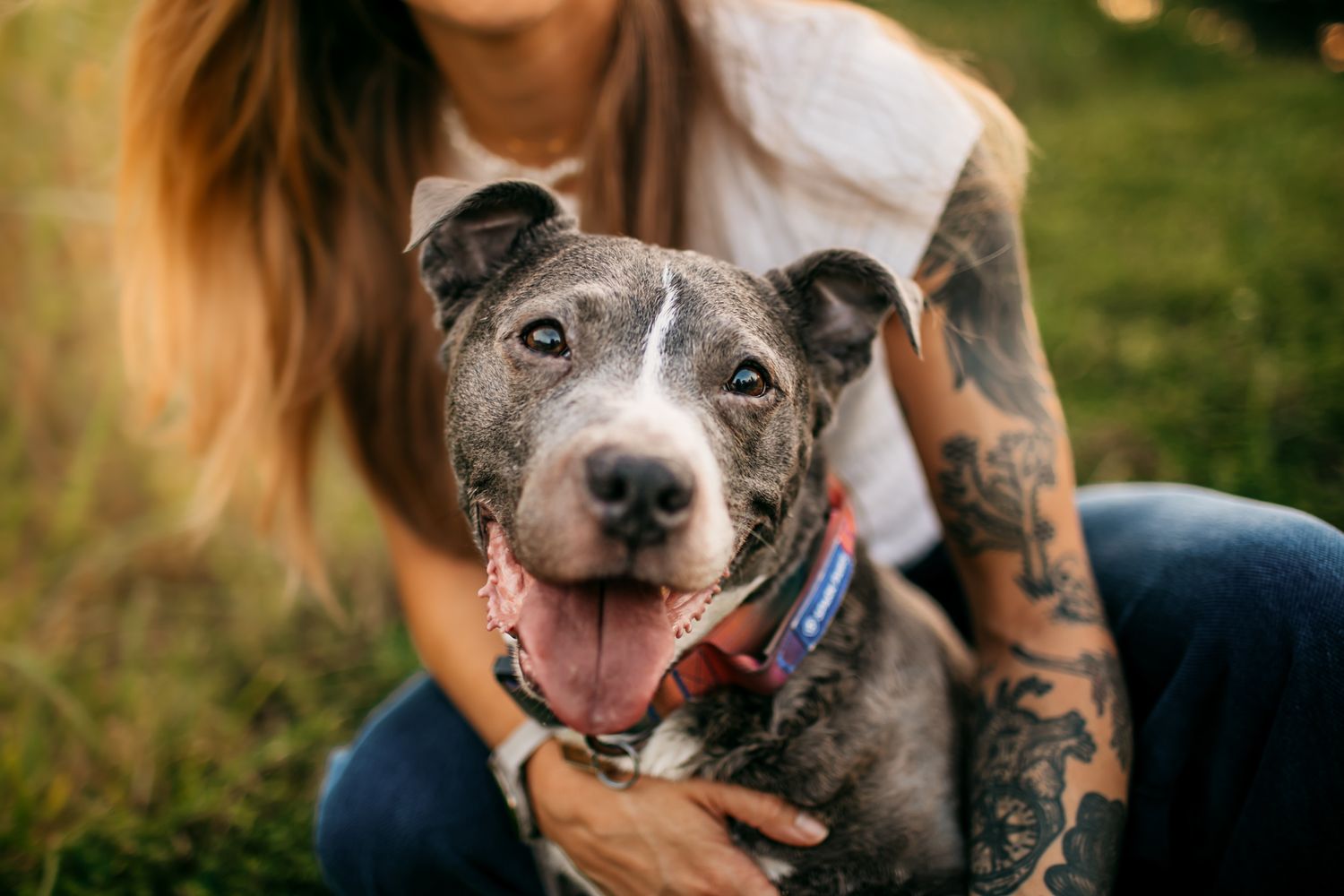 Close up of gray pit bull with happy expression being held by tattooed arms.