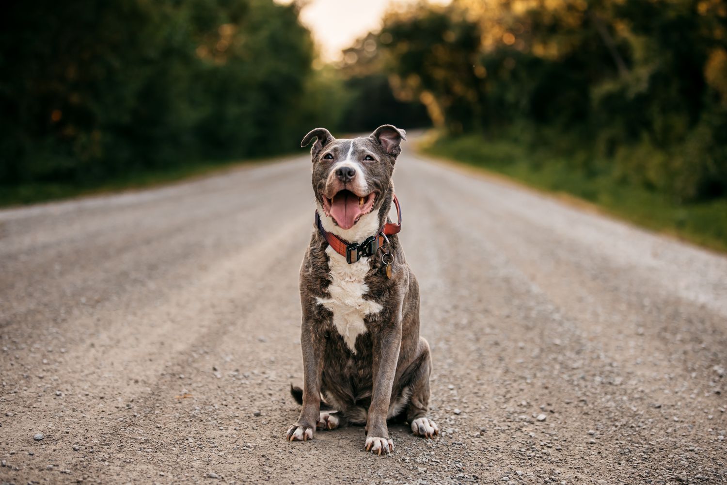 Happy gray pit bull sitting alone on gravel road with trees in background.