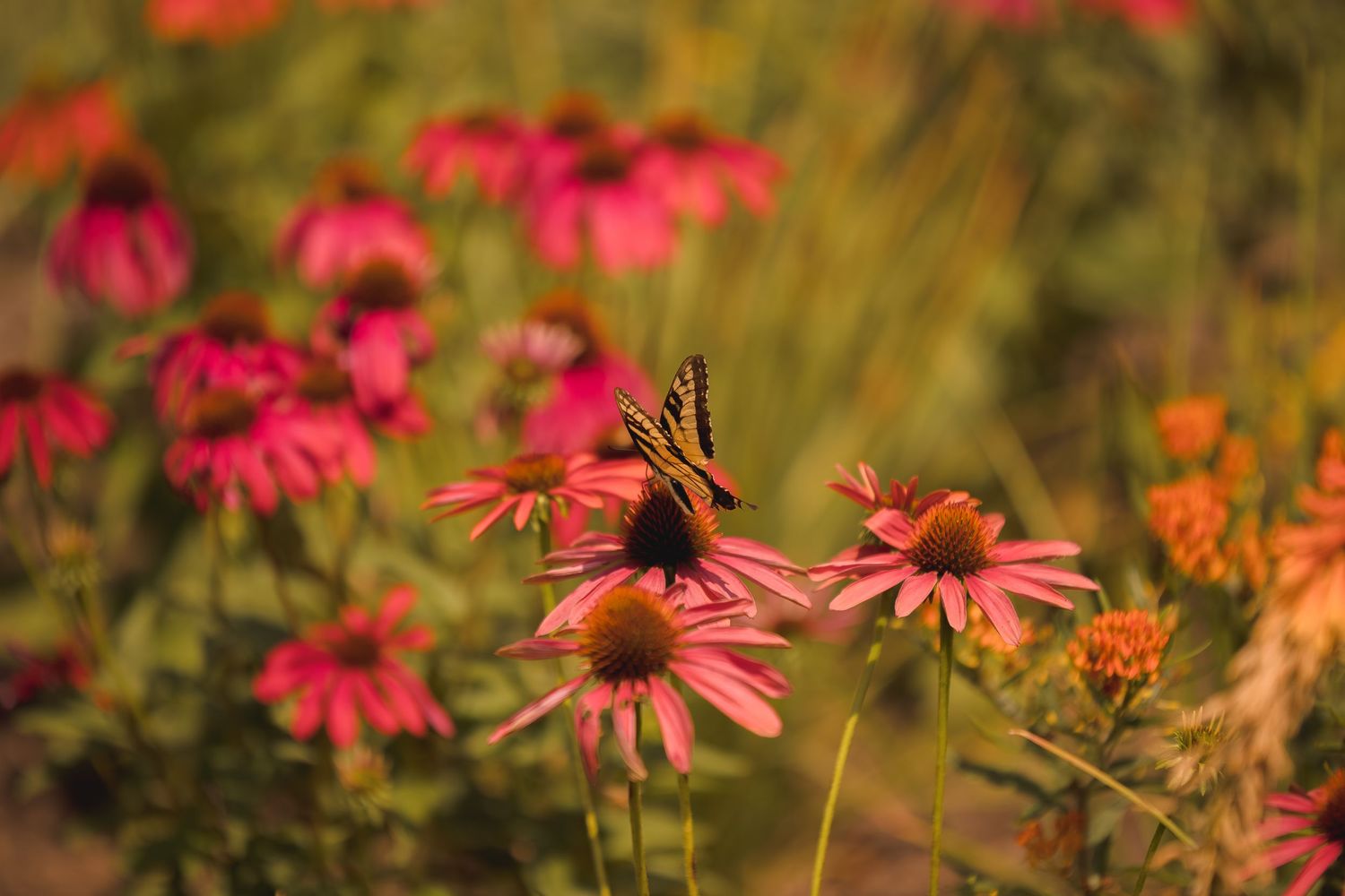 Pink coneflowers bloom vibrantly in a garden with soft natural bokeh effect.